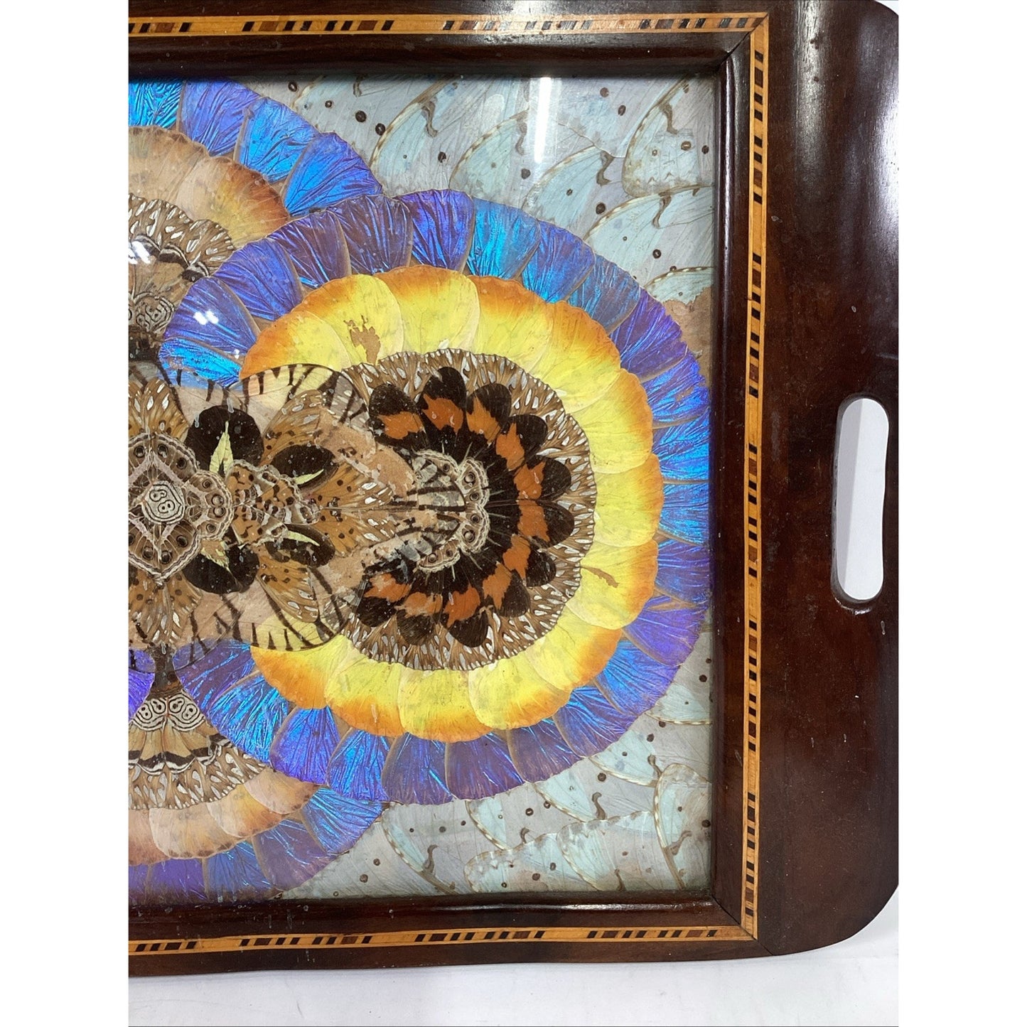 VTG Brazilian MCM Morpho Butterfly Wing Art in Wood Inlaid Marquetry Tray