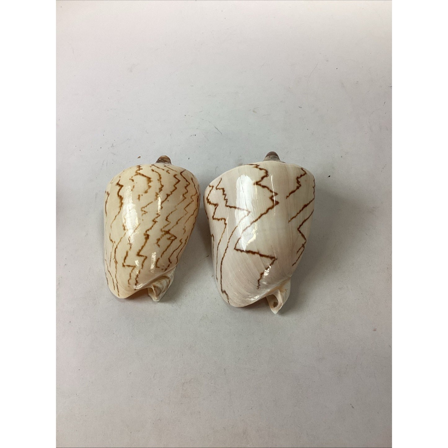 Set Of 2 Cymbiola Aulica Nobilis Seashells - Polished