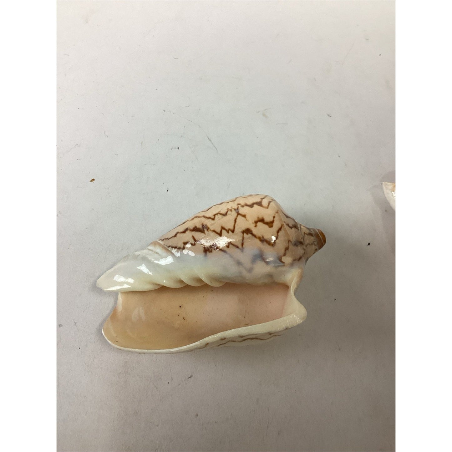 Set Of 2 Cymbiola Aulica Nobilis Seashells - Polished