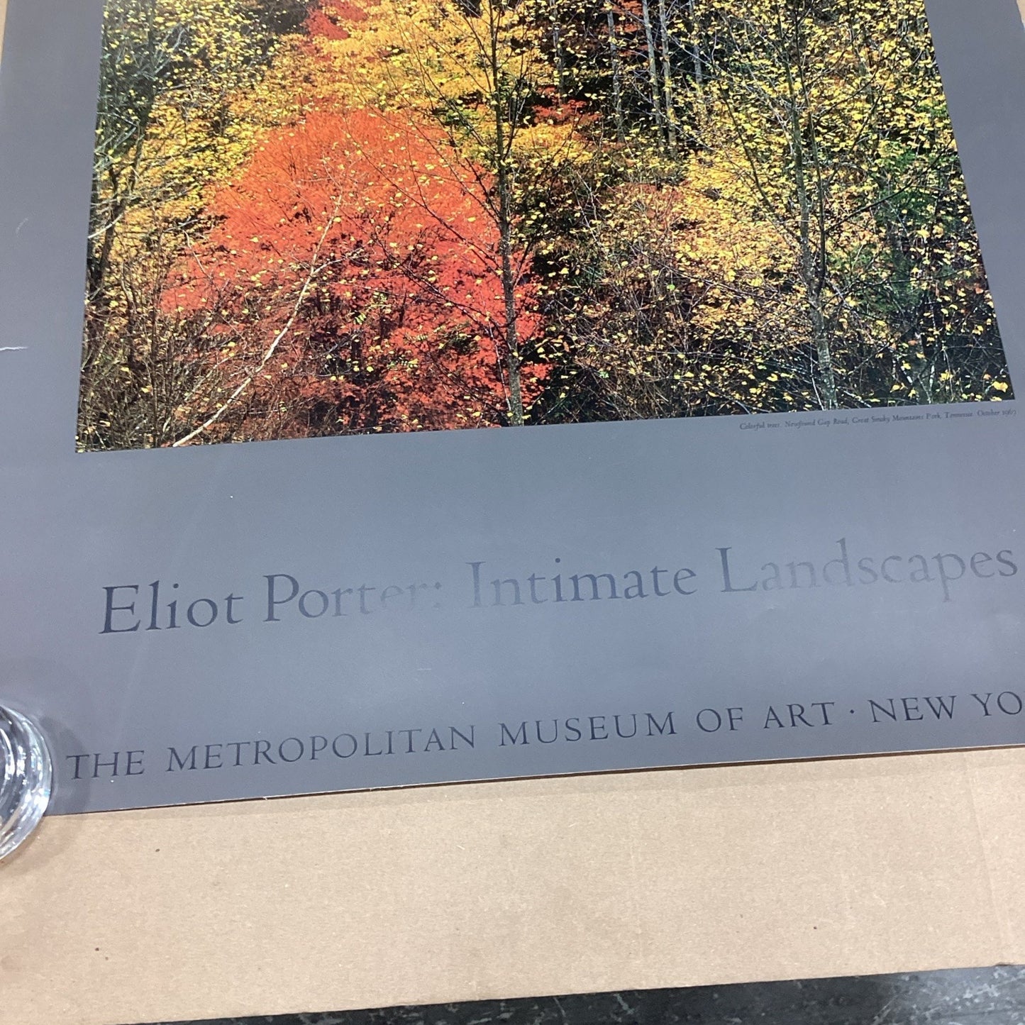 Eliot Porter: Intimate Landscapes - Colorful Trees - 33x22” - Museum Of Art