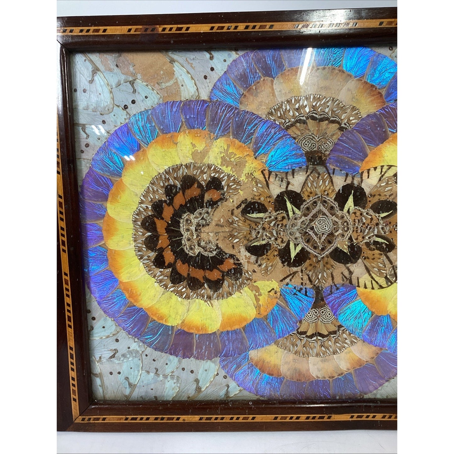VTG Brazilian MCM Morpho Butterfly Wing Art in Wood Inlaid Marquetry Tray