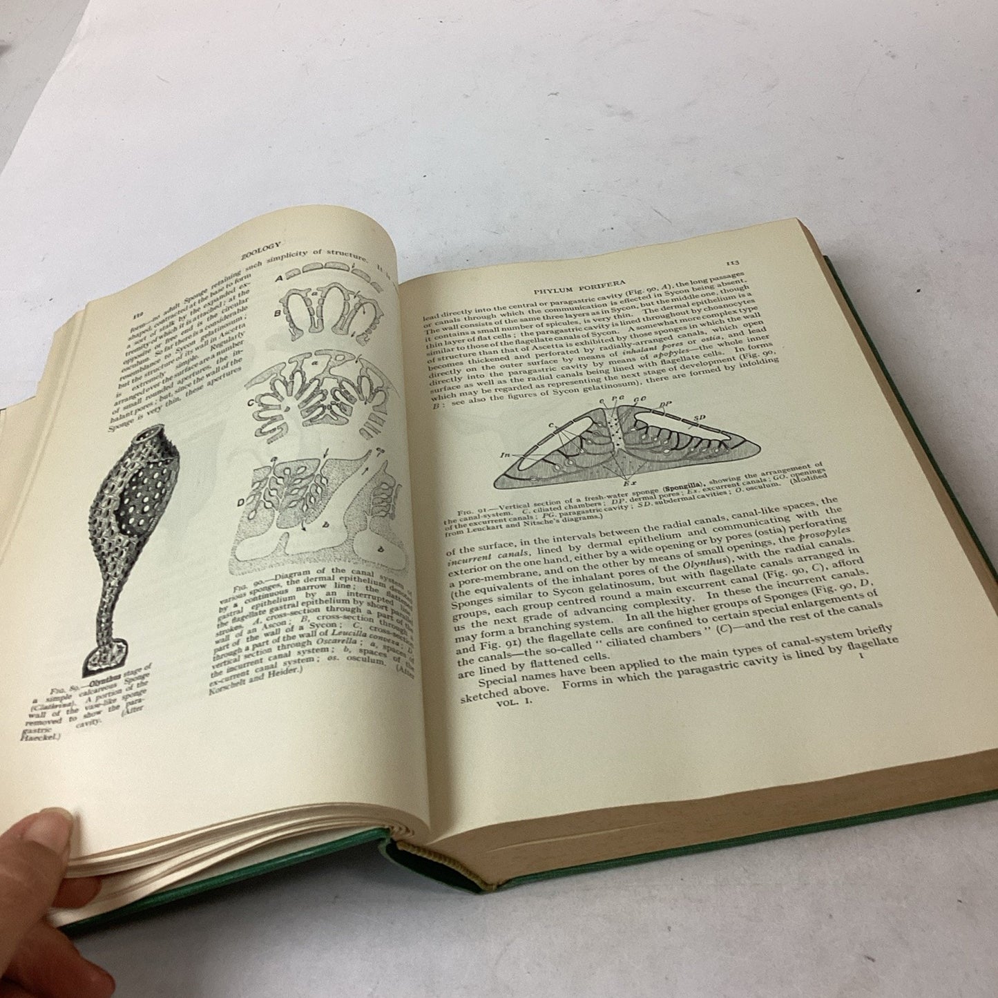 Textbook Of Zoology Volume 1 - 6th Edition - 1961 - Hardcover