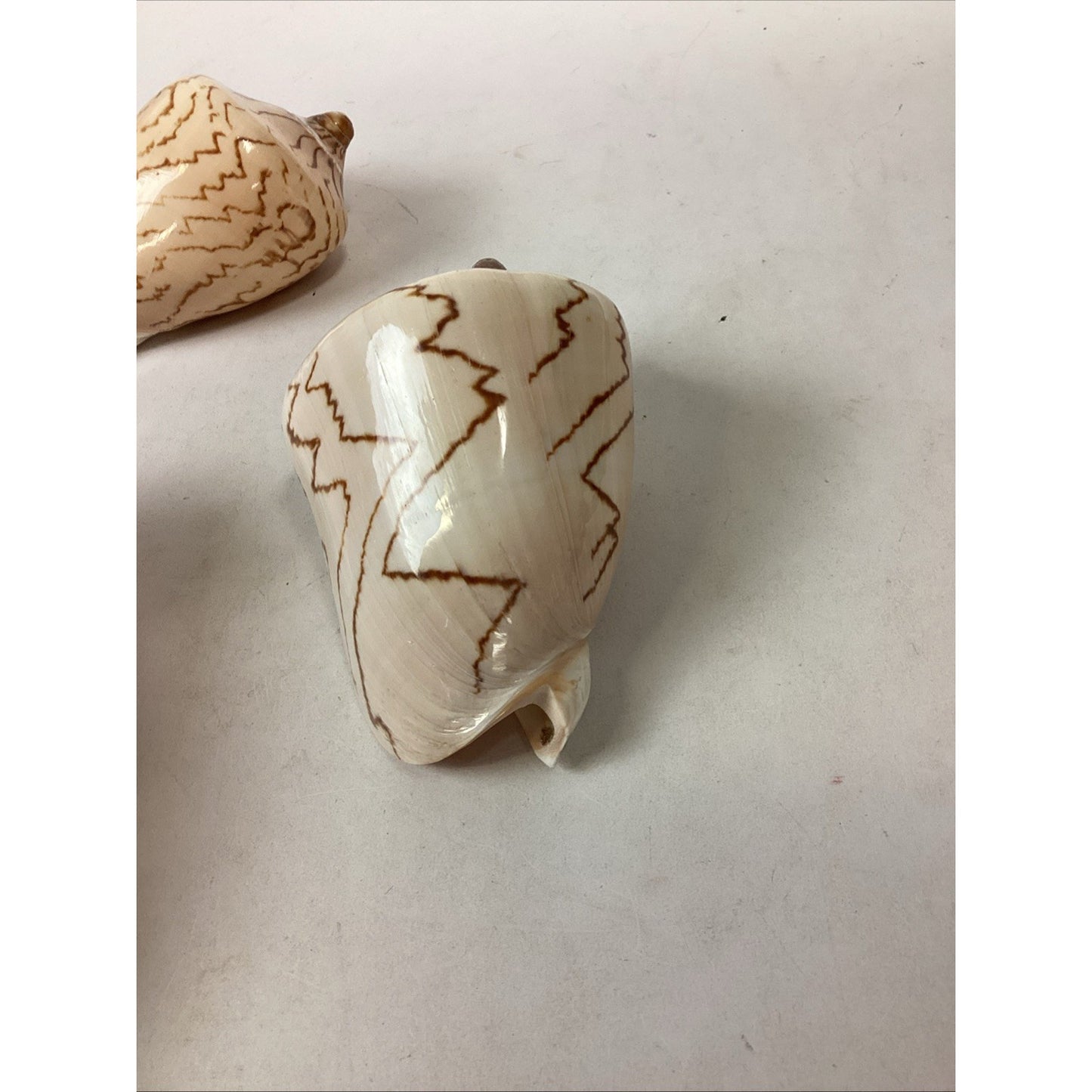 Set Of 2 Cymbiola Aulica Nobilis Seashells - Polished