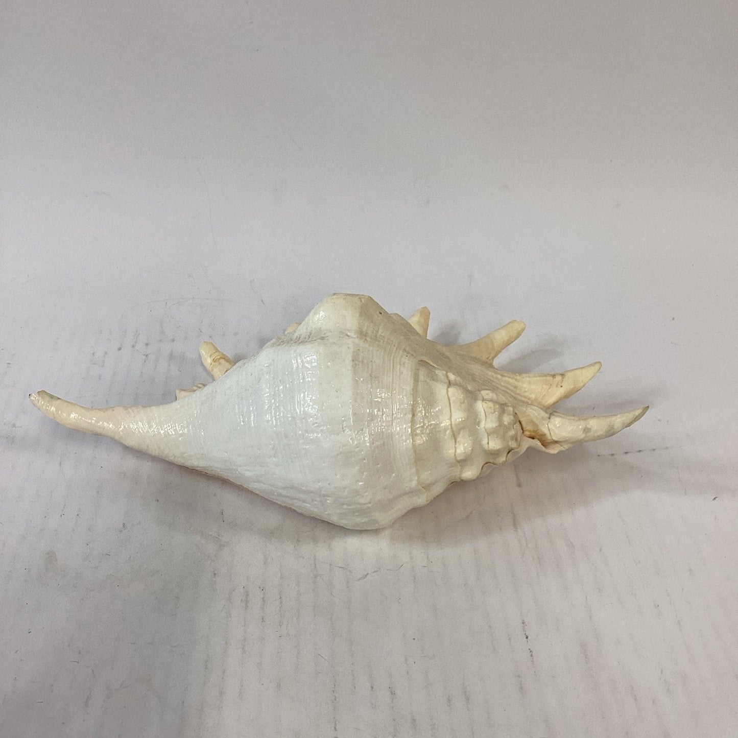 LARGE! Genuine 12.5” GIANT SPIDER CONCH Lambis Truncata Natural Seashell