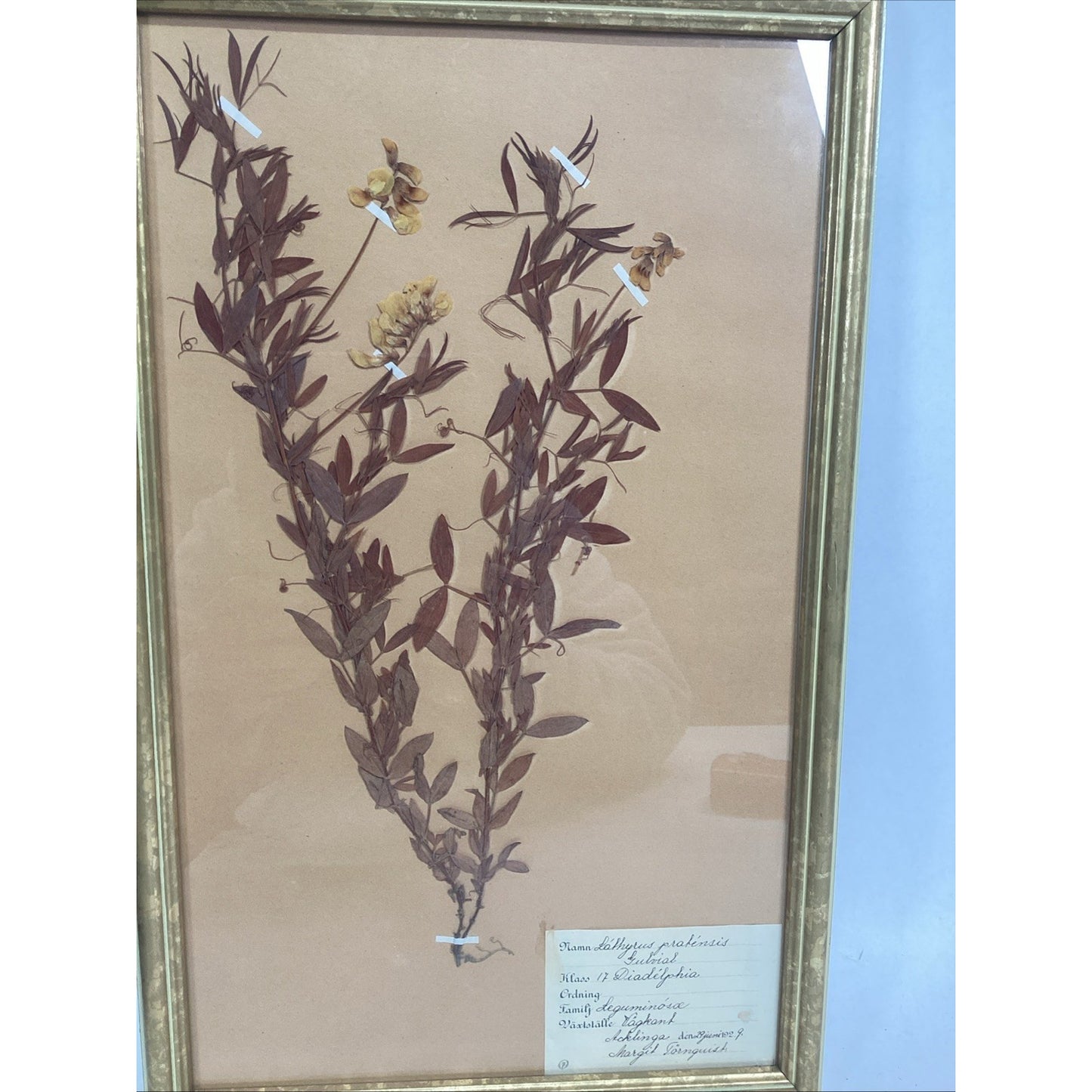 Herbarium Gold Framed Pressed Botanical Specimen - 16.5x10.5”