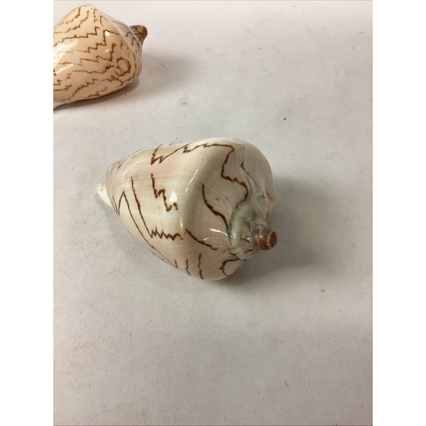 Set Of 2 Cymbiola Aulica Nobilis Seashells - Polished