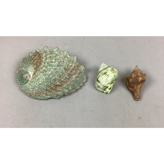 Vintage Natural Abalone Green Swirl Shell - 5” + 2 Smaller Shells