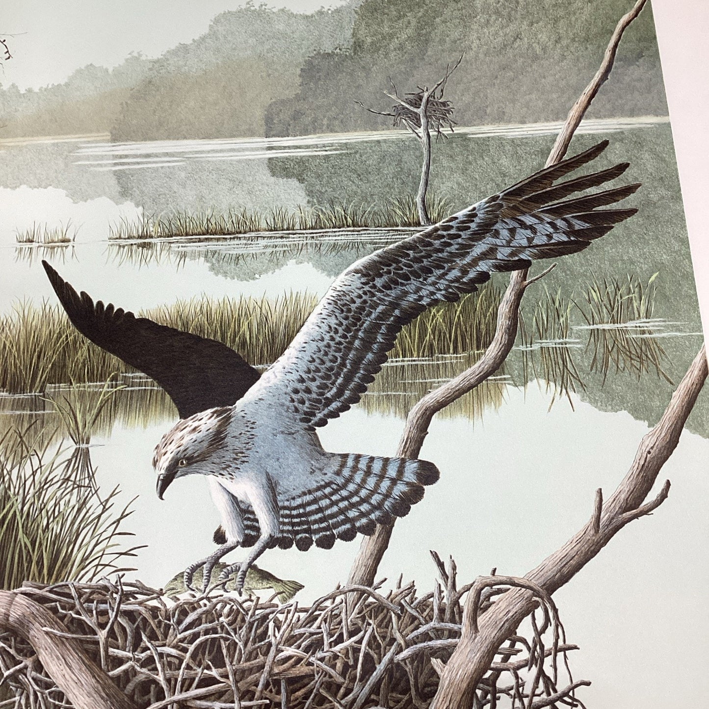 Helen Rundell Osprey Lithograph Poster - 28x23”