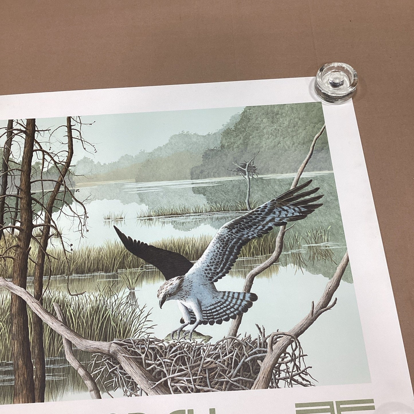 Helen Rundell Osprey Lithograph Poster - 28x23”