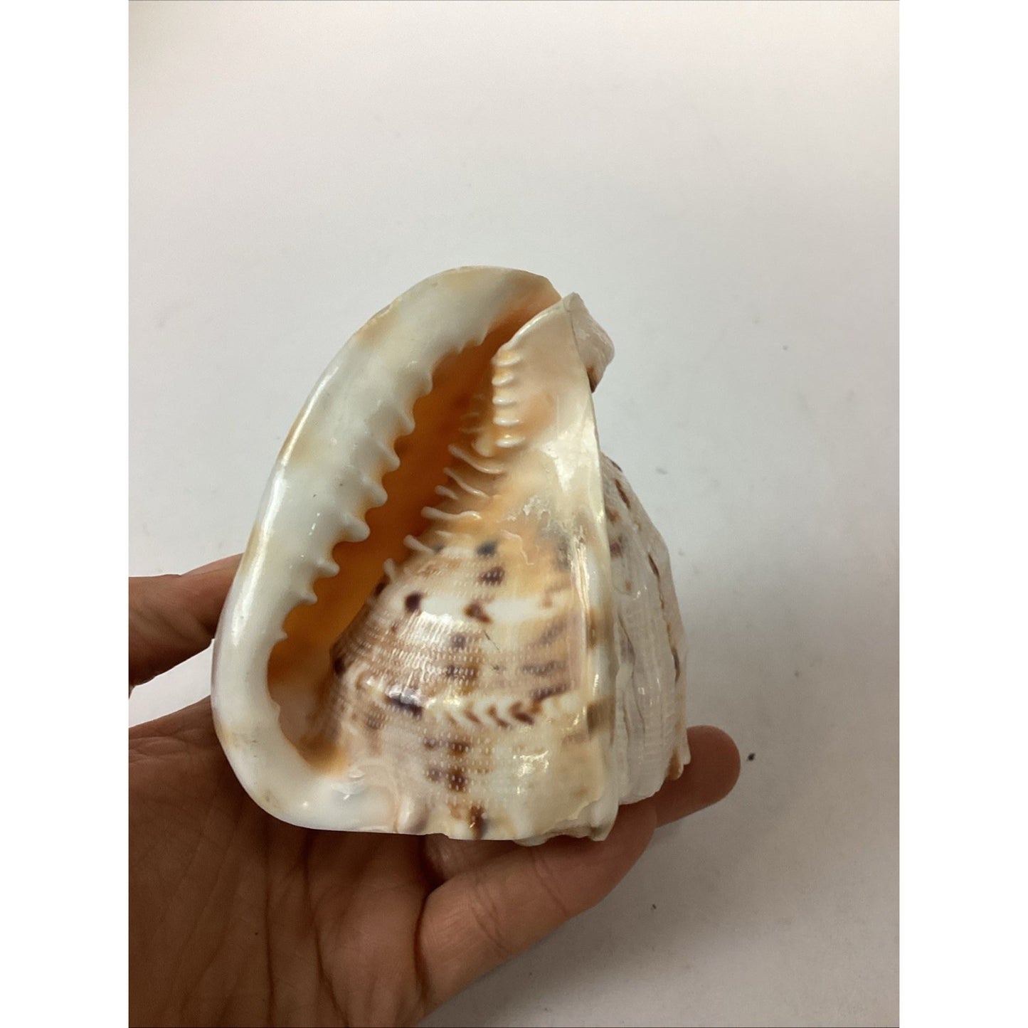 Bullmouth Helmet Natural Conch Seashell Ocean Nautical Decor - 4”