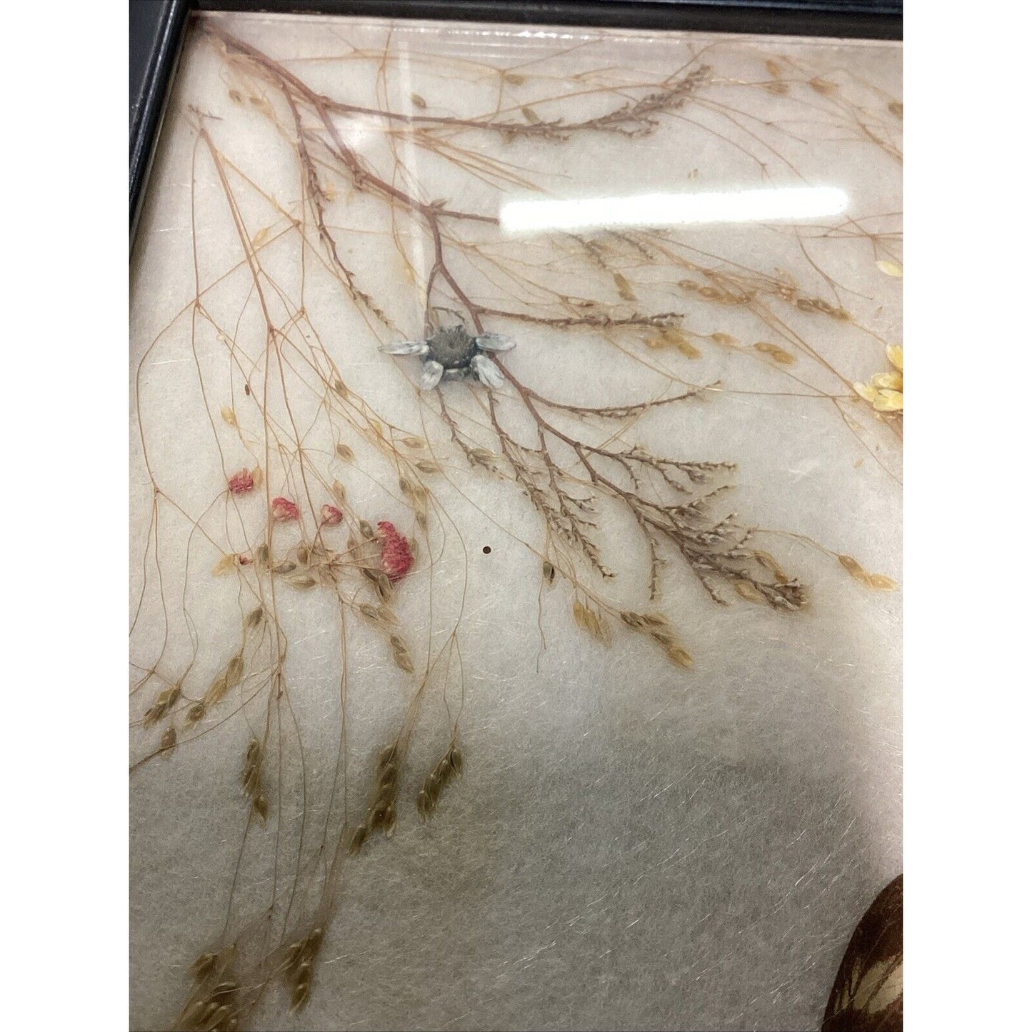 Vintage Butterfly Flowers Taxidermy In Photo Frame - 7.75x5.75”