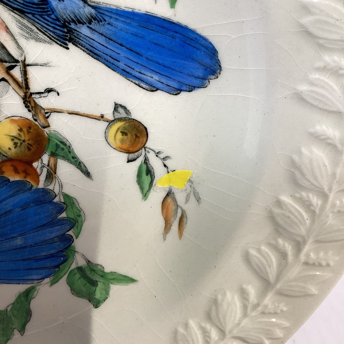 Adams England Audubon Birds of America Florida Jay Collector Plate