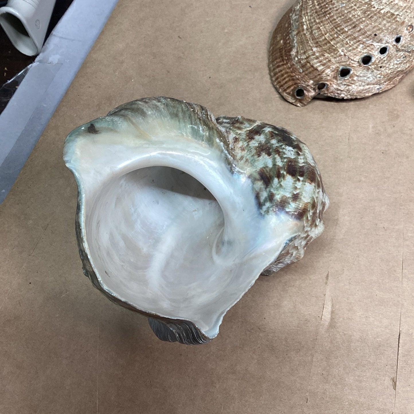 Lot Of 13- Turban Shell/Halitosis Abalone Shell/Caradian Stone/Danburite Crystal