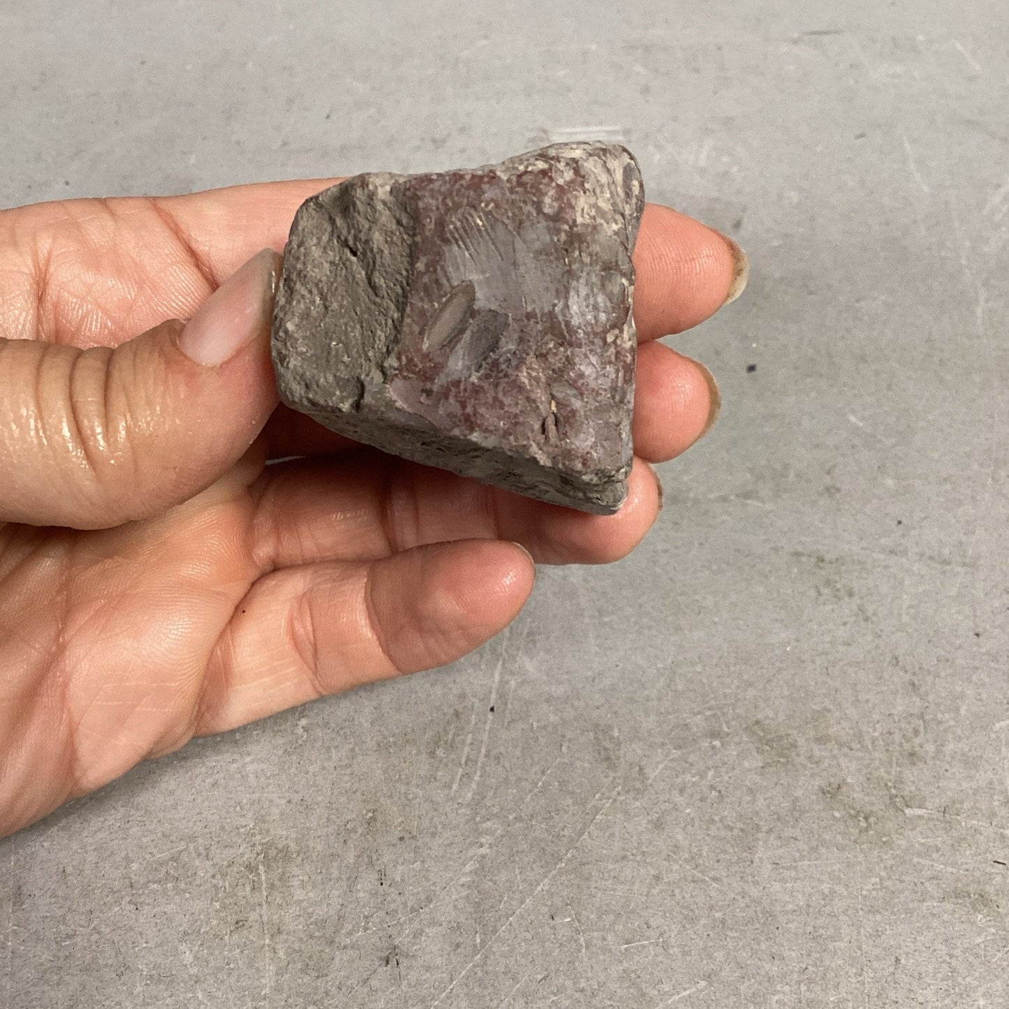 Fossil Rock - 1.5x1.25x1 3/8”