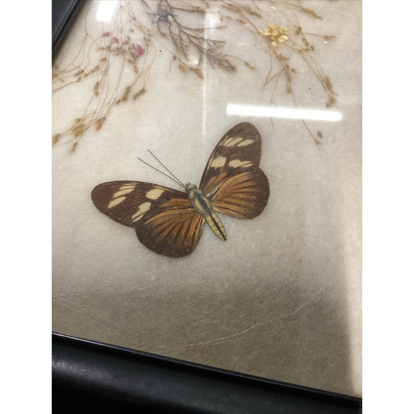 Vintage Butterfly Flowers Taxidermy In Photo Frame - 7.75x5.75”
