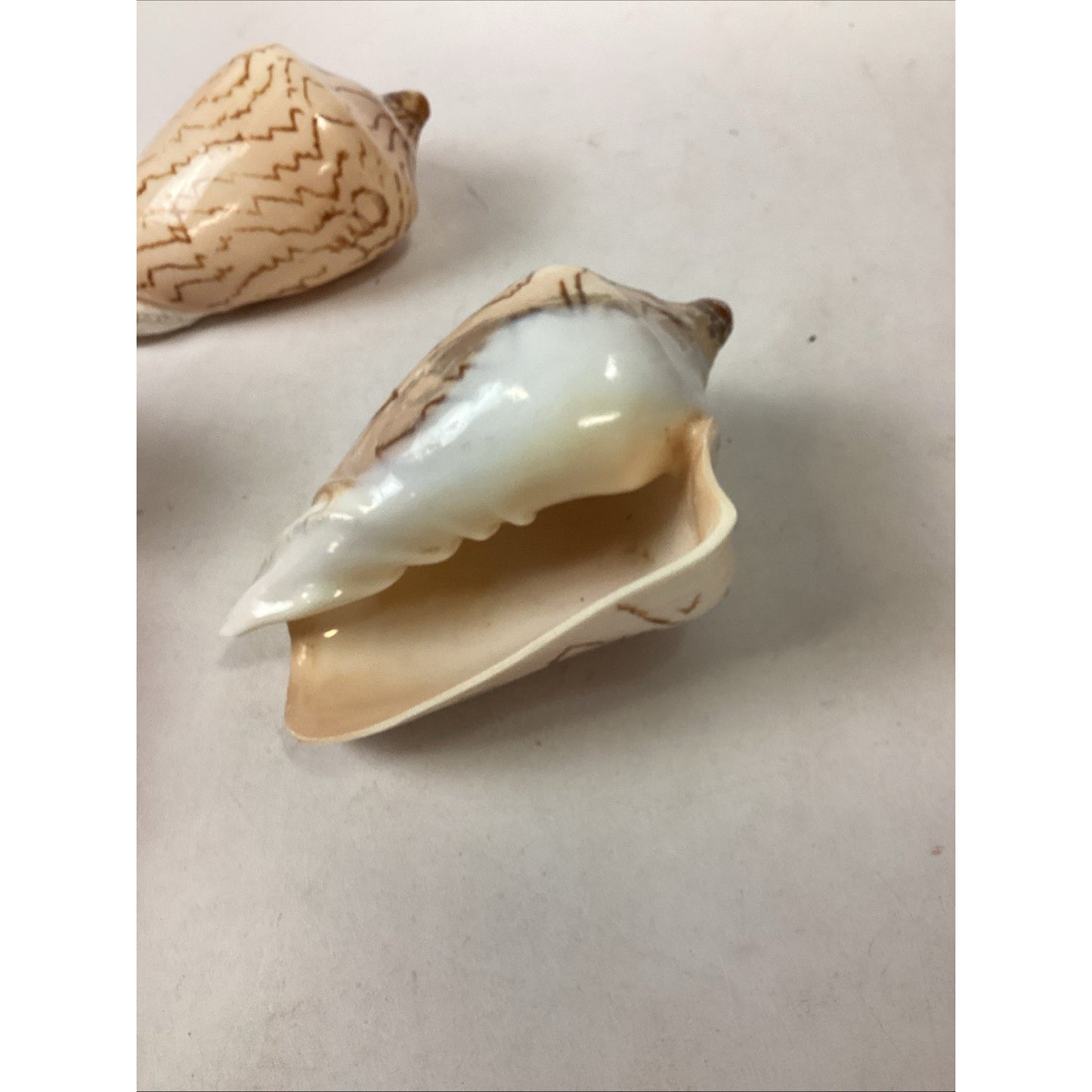 Set Of 2 Cymbiola Aulica Nobilis Seashells - Polished