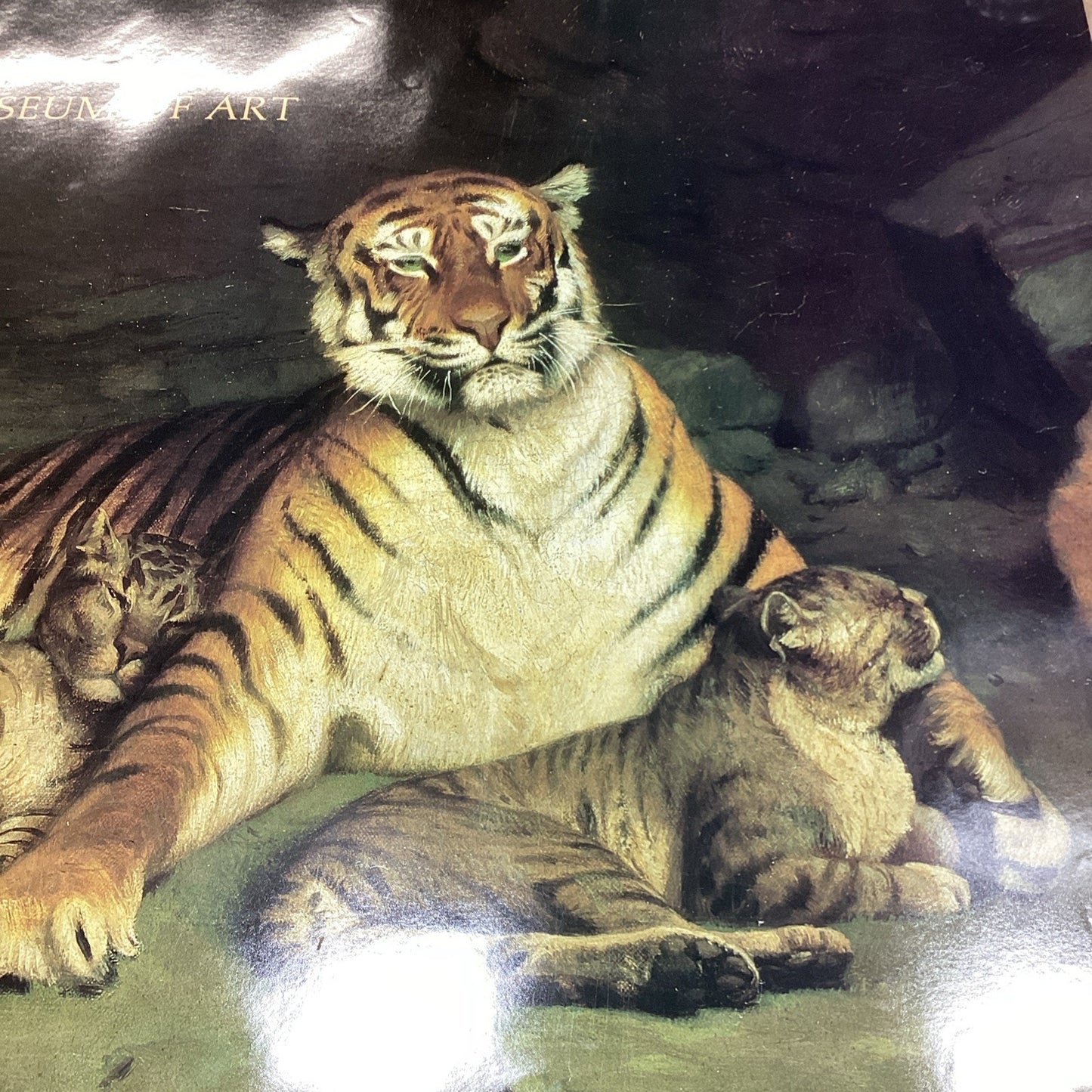 Metropolitan Zoo: A New Book Museum Of Art - Tiger And Cubs Poster - 41.25x29.75