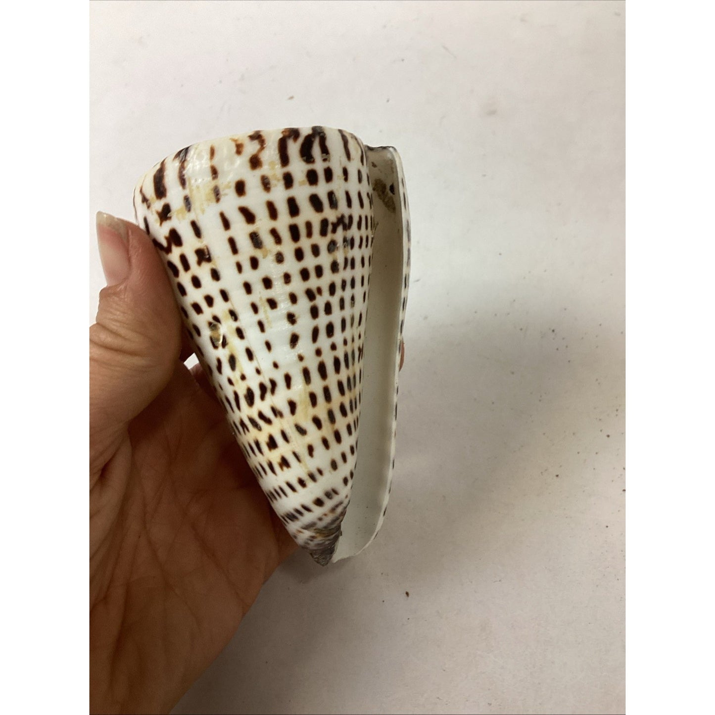 South African Turban Seashell Turbo Decorative Snail Shell - 4”