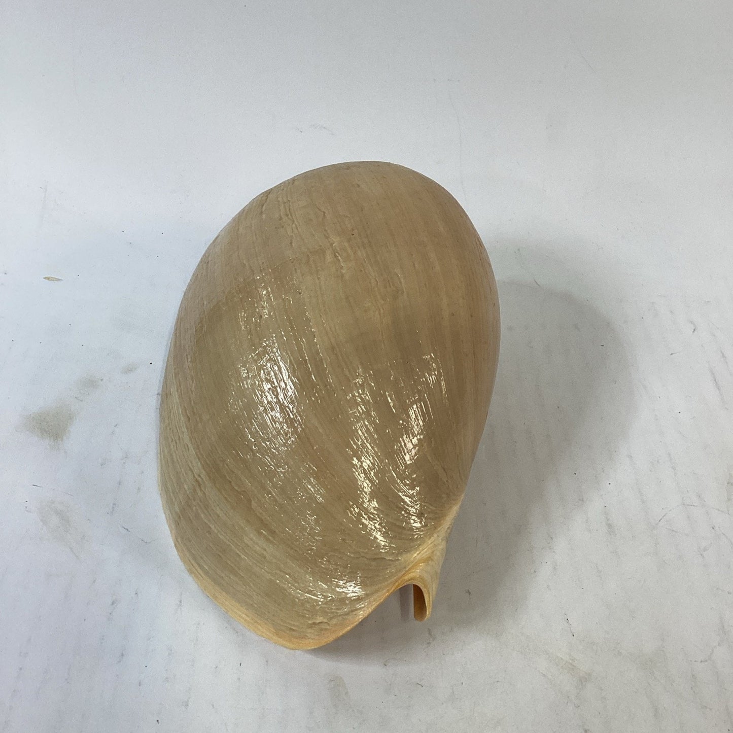 Natural Crowned Pacific Melon Shell - 8.5”L