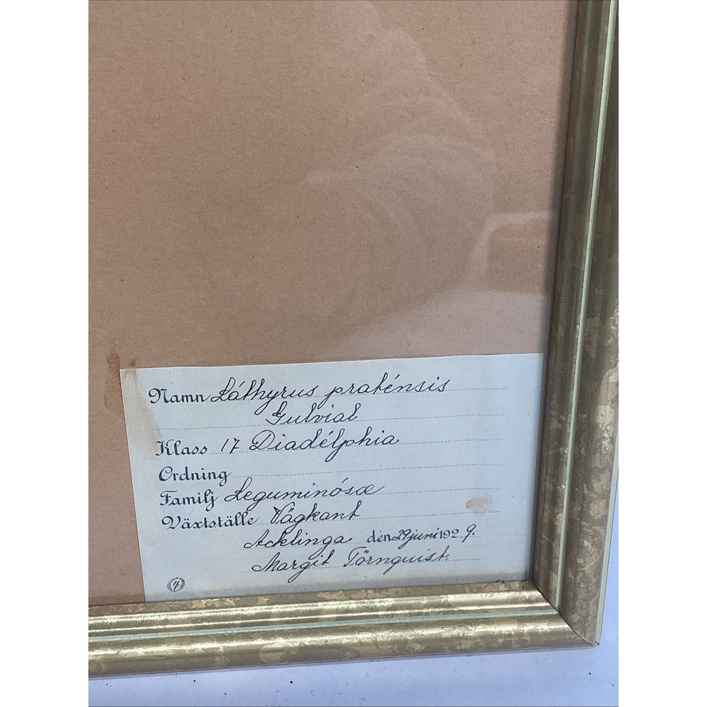 Herbarium Gold Framed Pressed Botanical Specimen - 16.5x10.5”