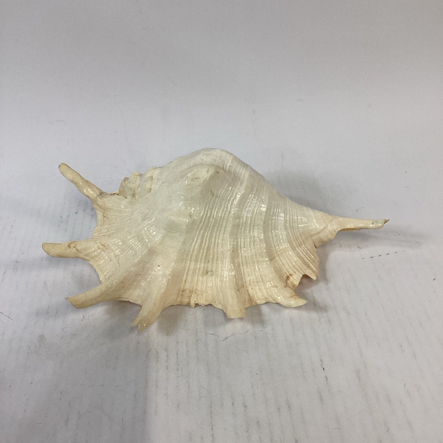 LARGE! Genuine 12.5” GIANT SPIDER CONCH Lambis Truncata Natural Seashell