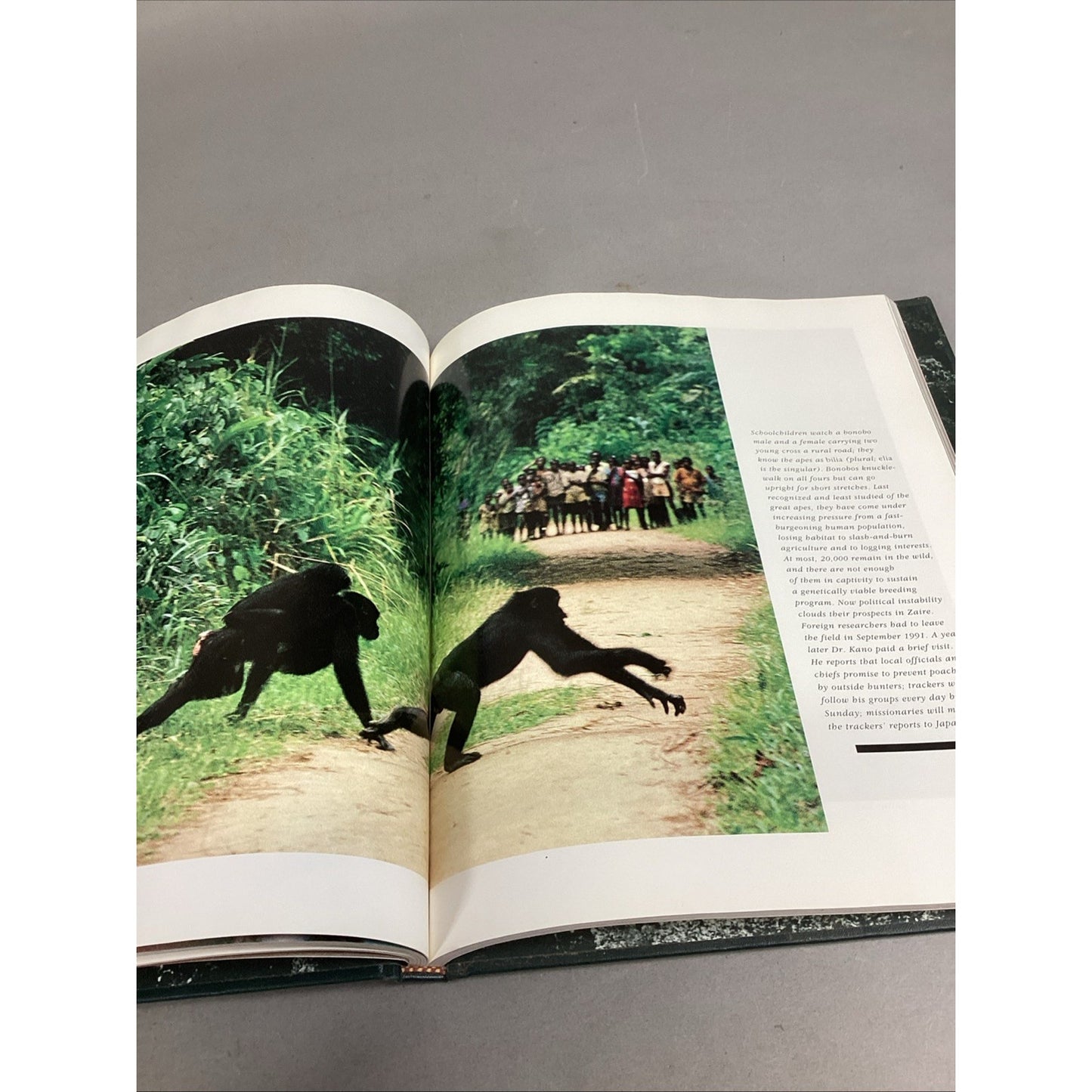 THE GREAT APES - Illustrated - Between Two Worlds National Geographic Society