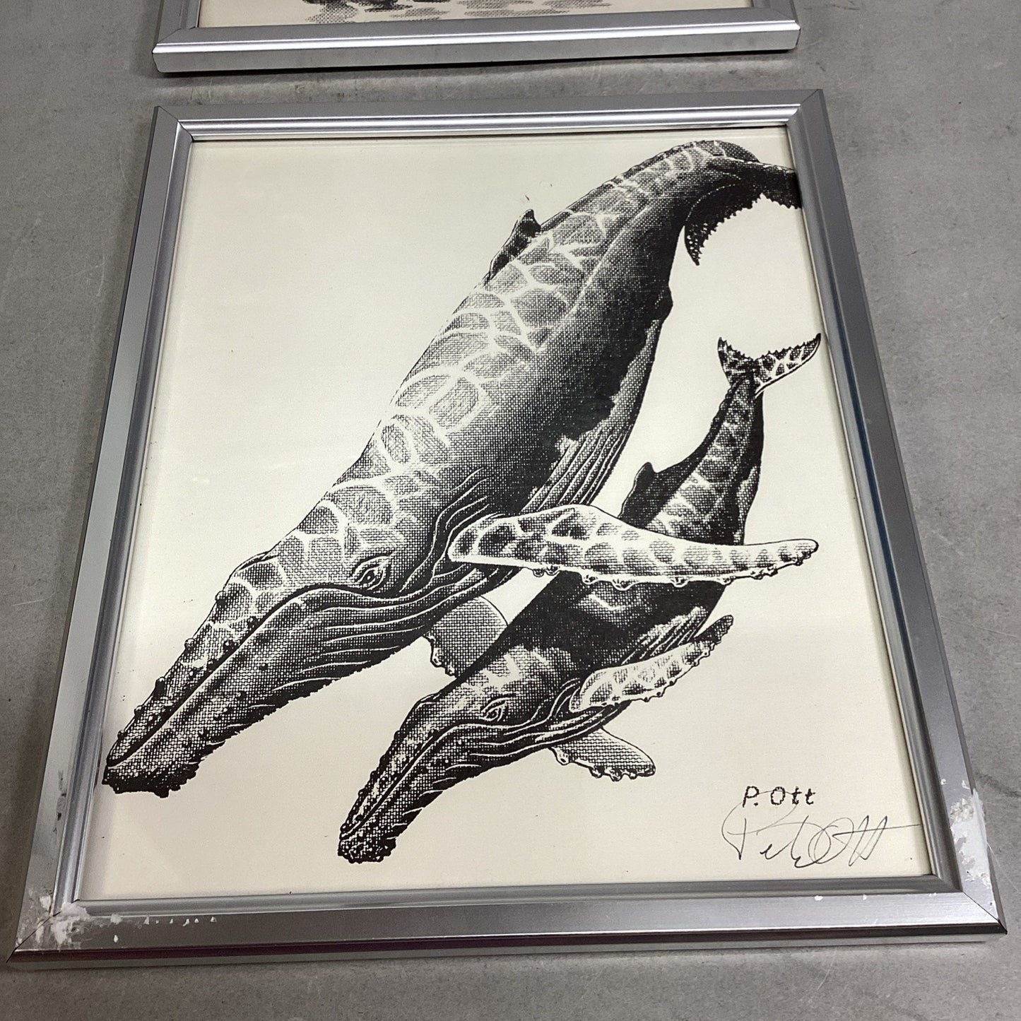 Set Of 2 Signed Peter Ott Whale Drawings - 11x9”