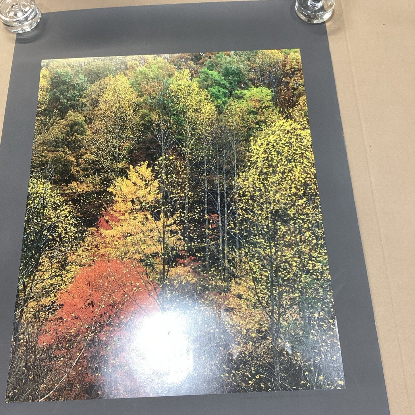 Eliot Porter: Intimate Landscapes - Colorful Trees - 33x22” - Museum Of Art
