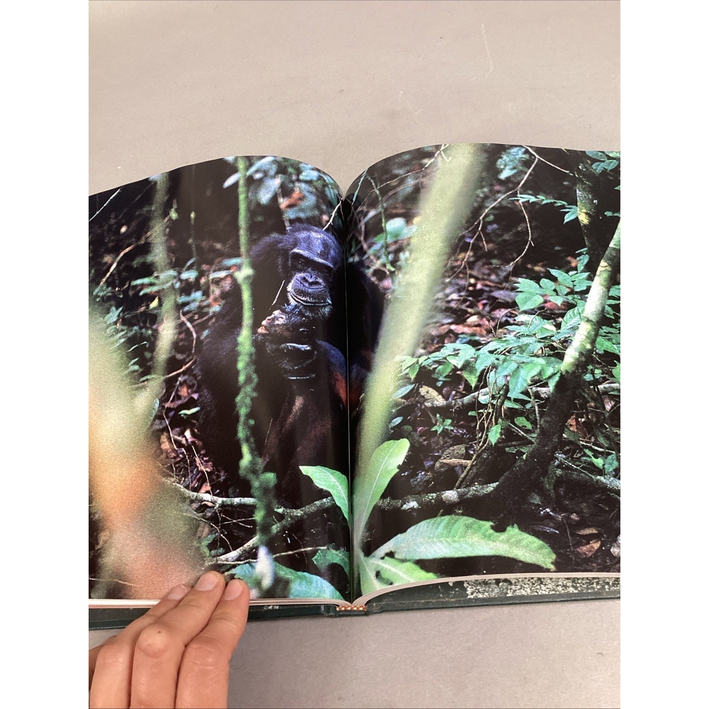 THE GREAT APES - Illustrated - Between Two Worlds National Geographic Society