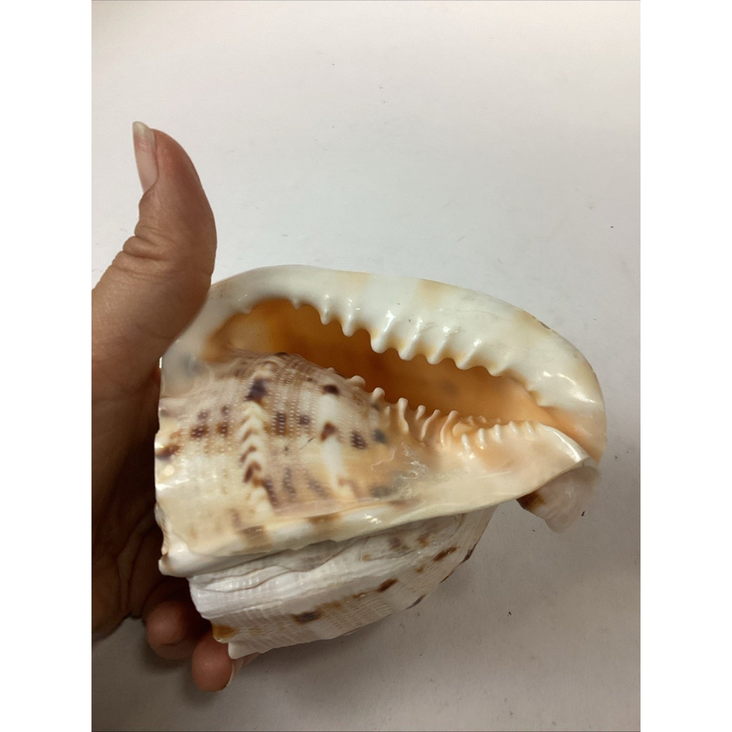 Bullmouth Helmet Natural Conch Seashell Ocean Nautical Decor - 4”