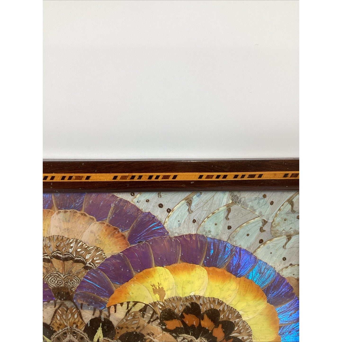 VTG Brazilian MCM Morpho Butterfly Wing Art in Wood Inlaid Marquetry Tray