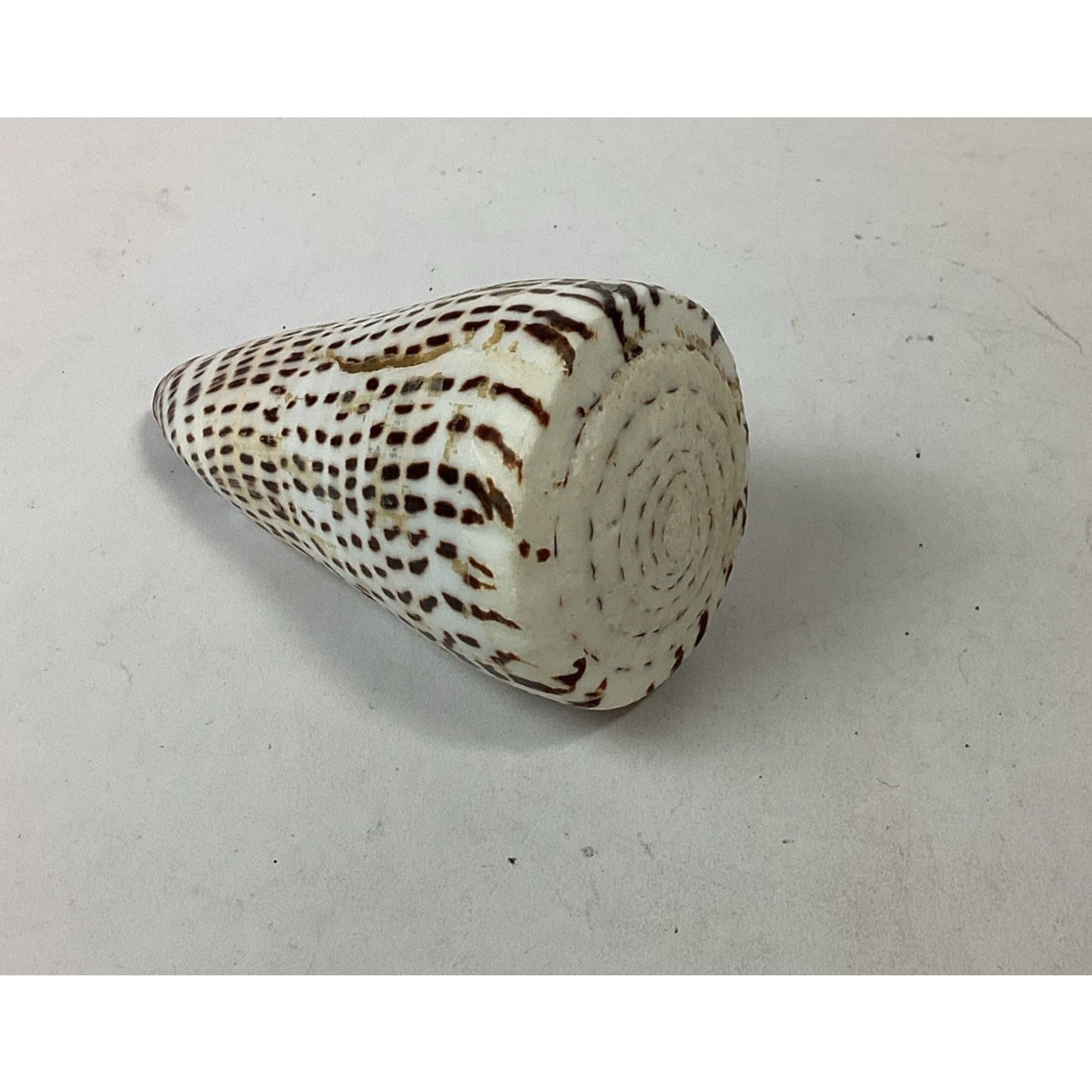 South African Turban Seashell Turbo Decorative Snail Shell - 4”
