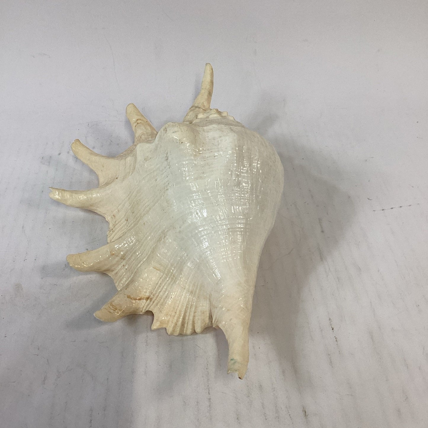LARGE! Genuine 12.5” GIANT SPIDER CONCH Lambis Truncata Natural Seashell