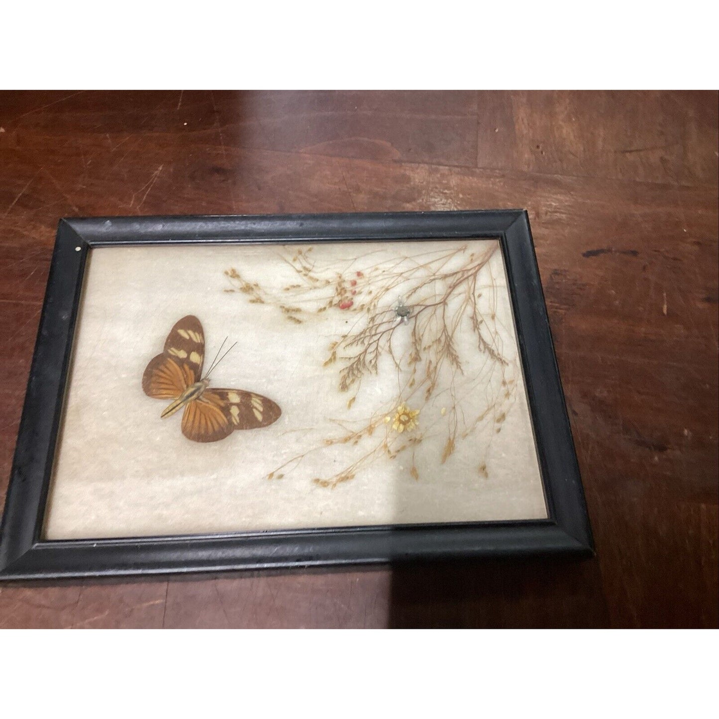 Vintage Butterfly Flowers Taxidermy In Photo Frame - 7.75x5.75”