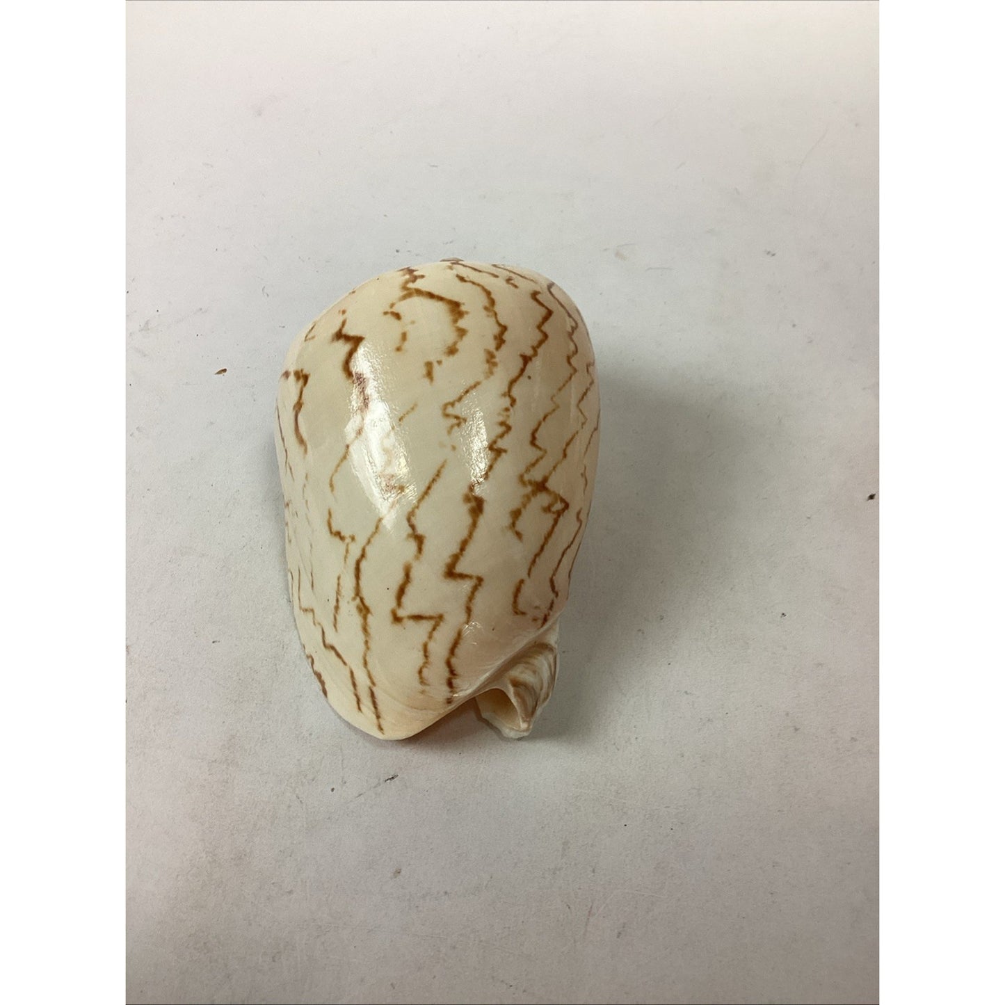 Set Of 2 Cymbiola Aulica Nobilis Seashells - Polished