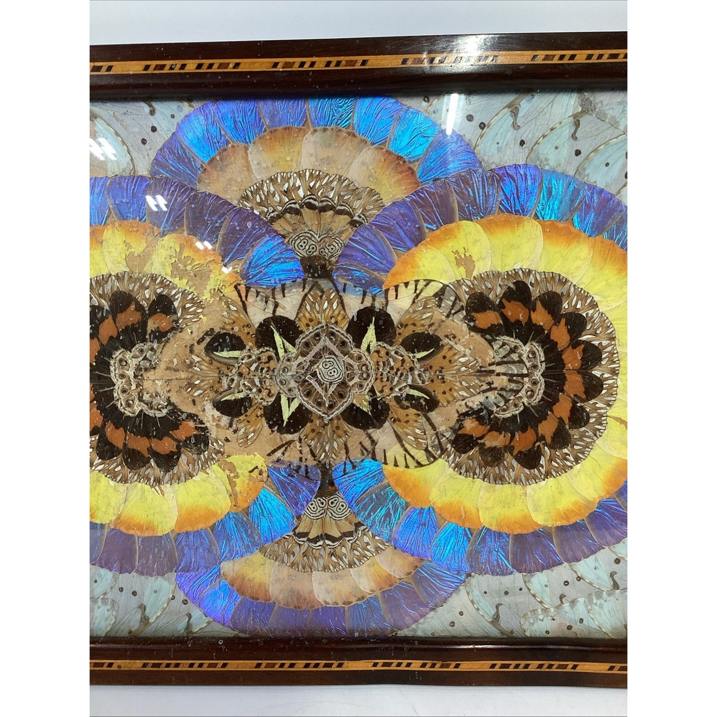 VTG Brazilian MCM Morpho Butterfly Wing Art in Wood Inlaid Marquetry Tray