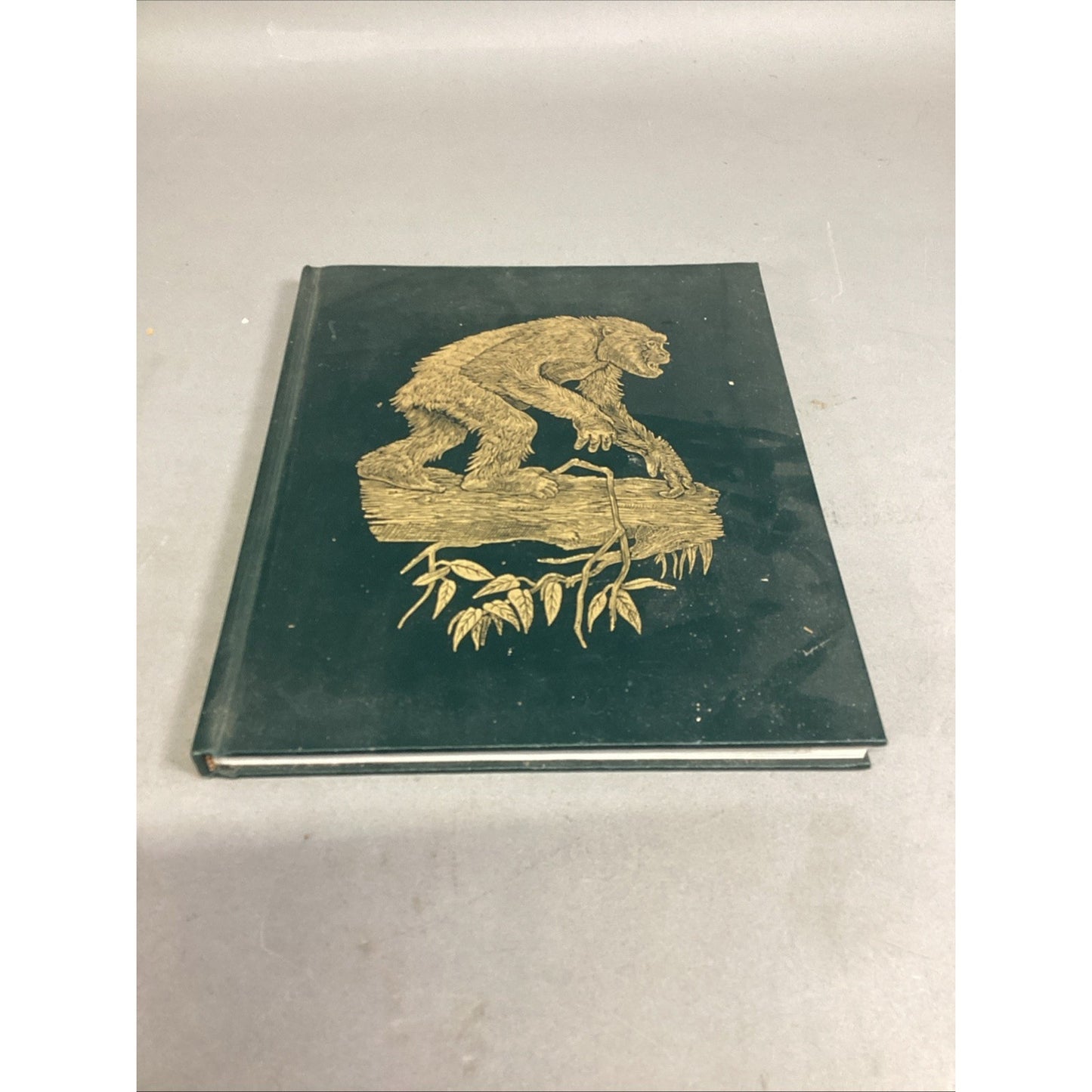 THE GREAT APES - Illustrated - Between Two Worlds National Geographic Society