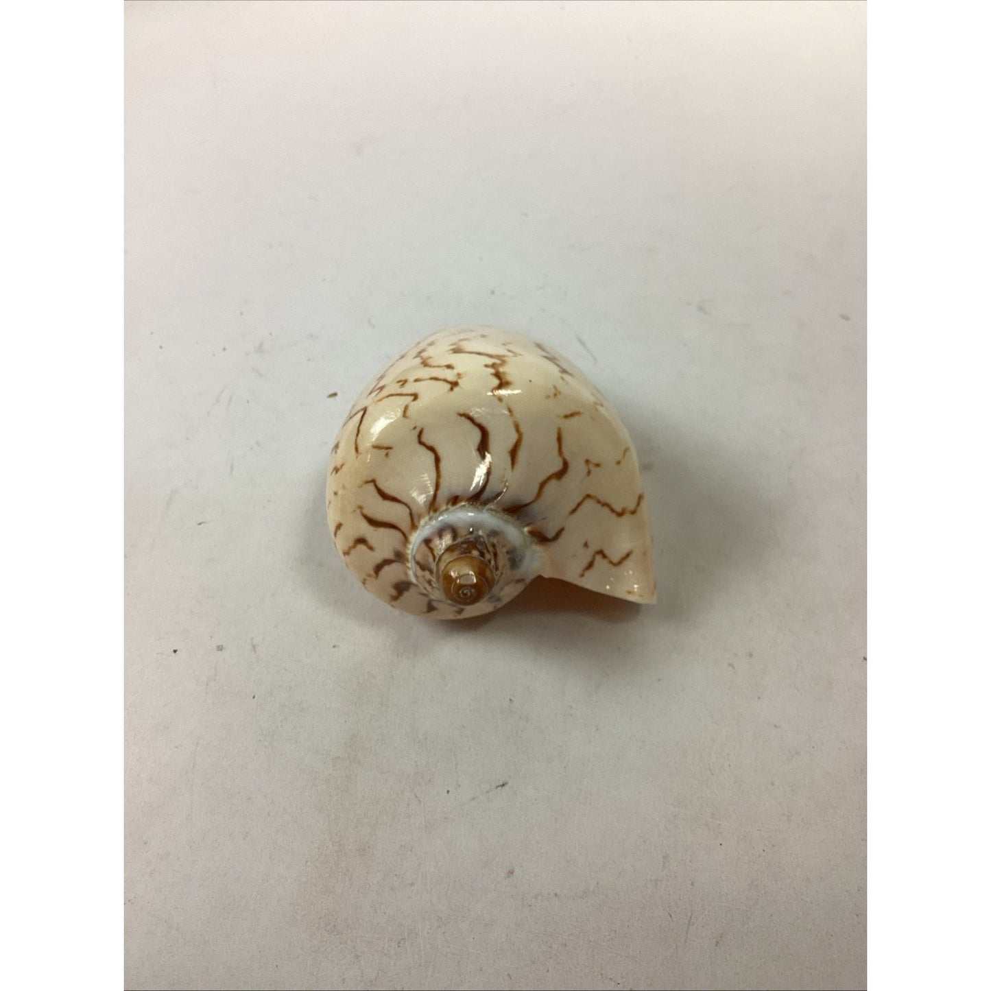 Set Of 2 Cymbiola Aulica Nobilis Seashells - Polished