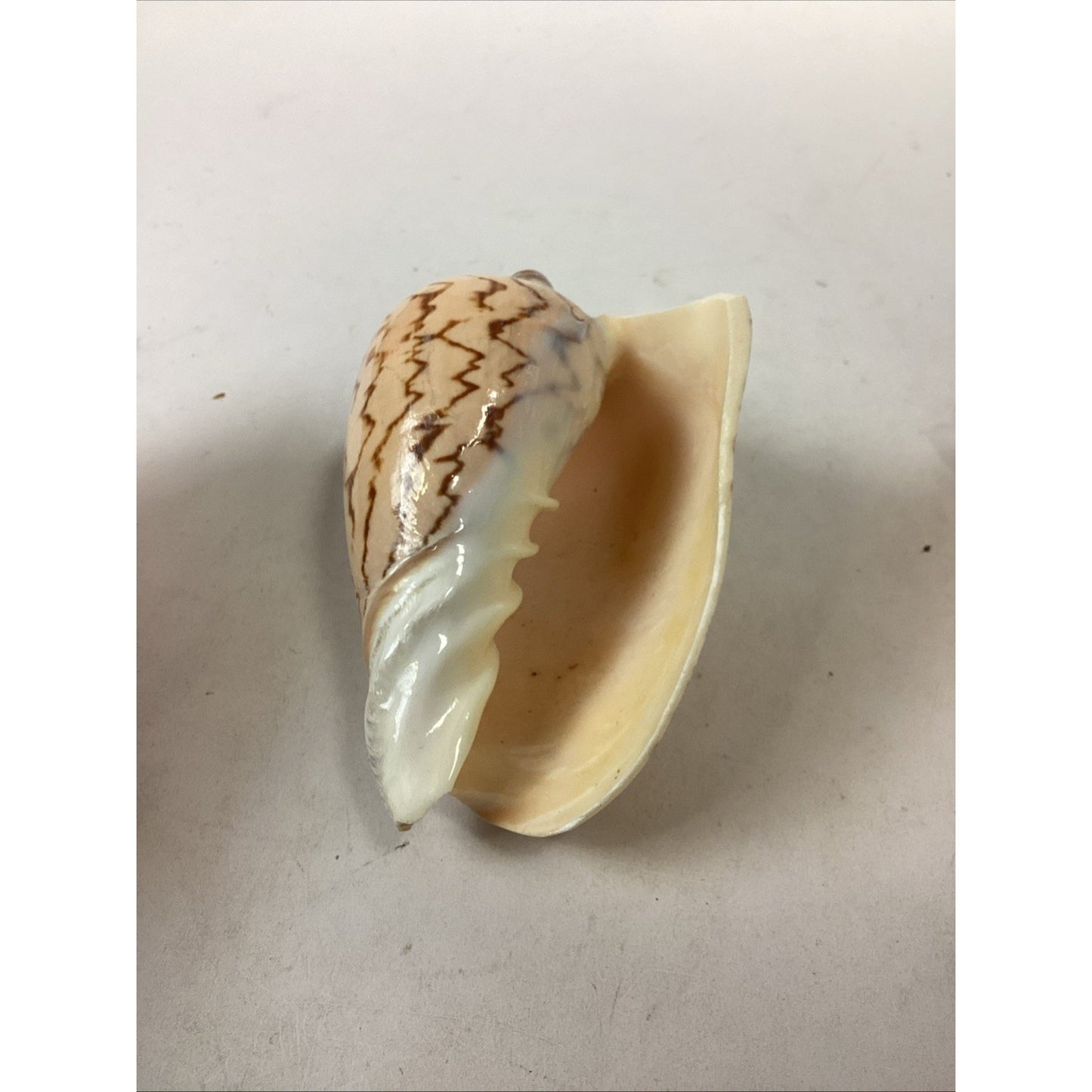 Set Of 2 Cymbiola Aulica Nobilis Seashells - Polished