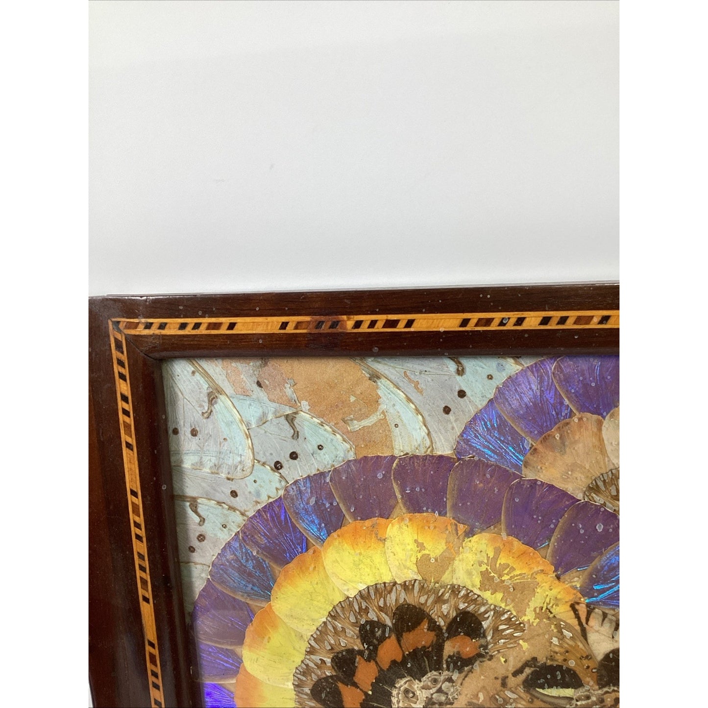 VTG Brazilian MCM Morpho Butterfly Wing Art in Wood Inlaid Marquetry Tray