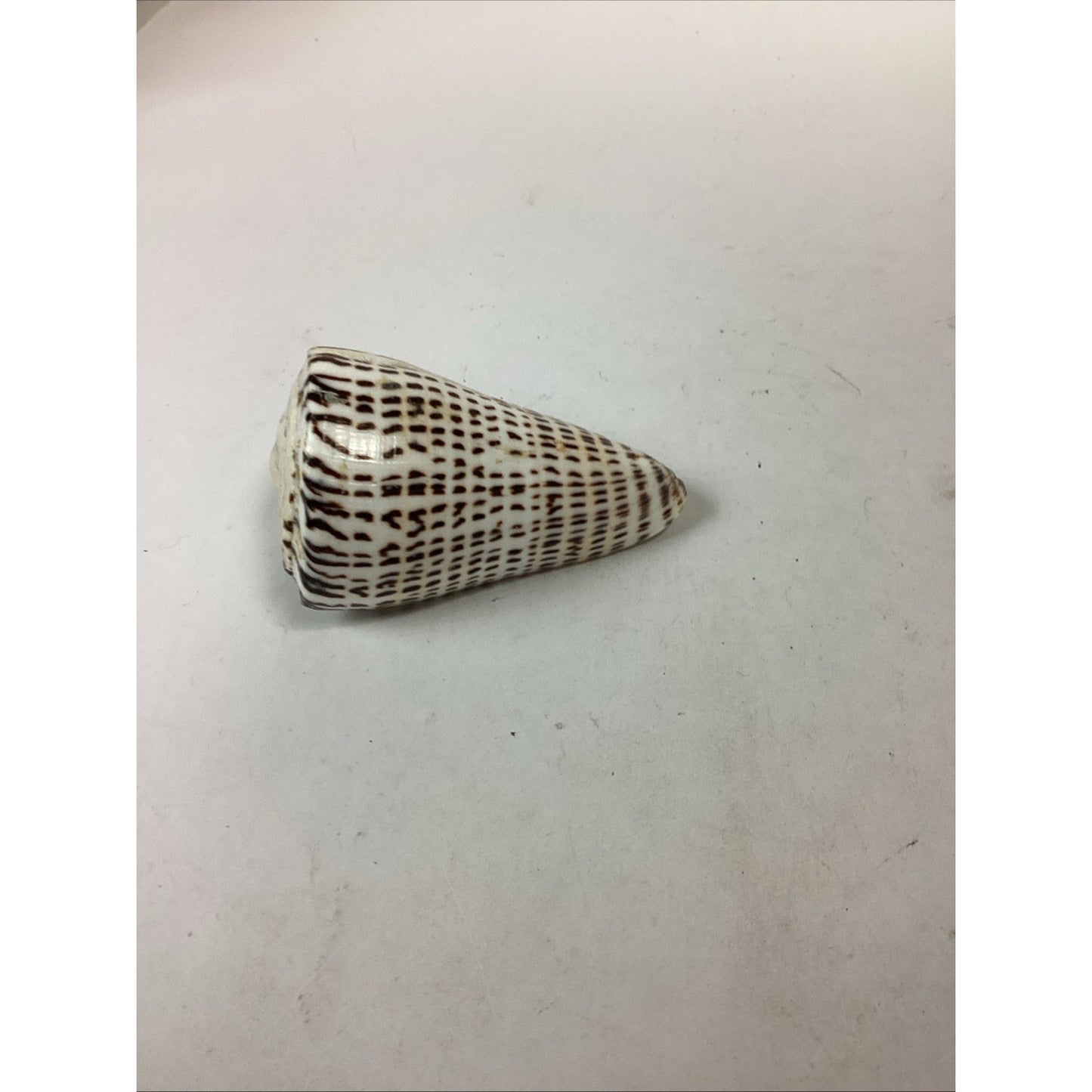 South African Turban Seashell Turbo Decorative Snail Shell - 4”