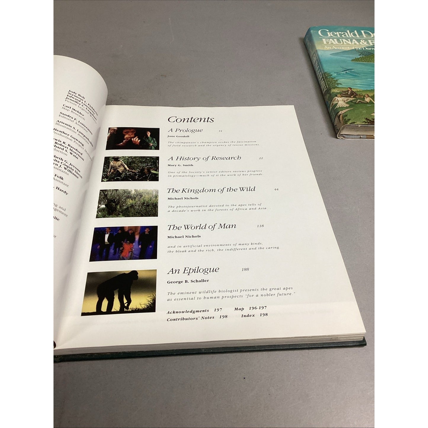 THE GREAT APES - Illustrated - Between Two Worlds National Geographic Society