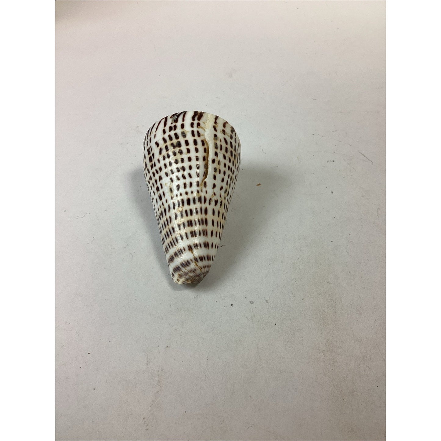 South African Turban Seashell Turbo Decorative Snail Shell - 4”
