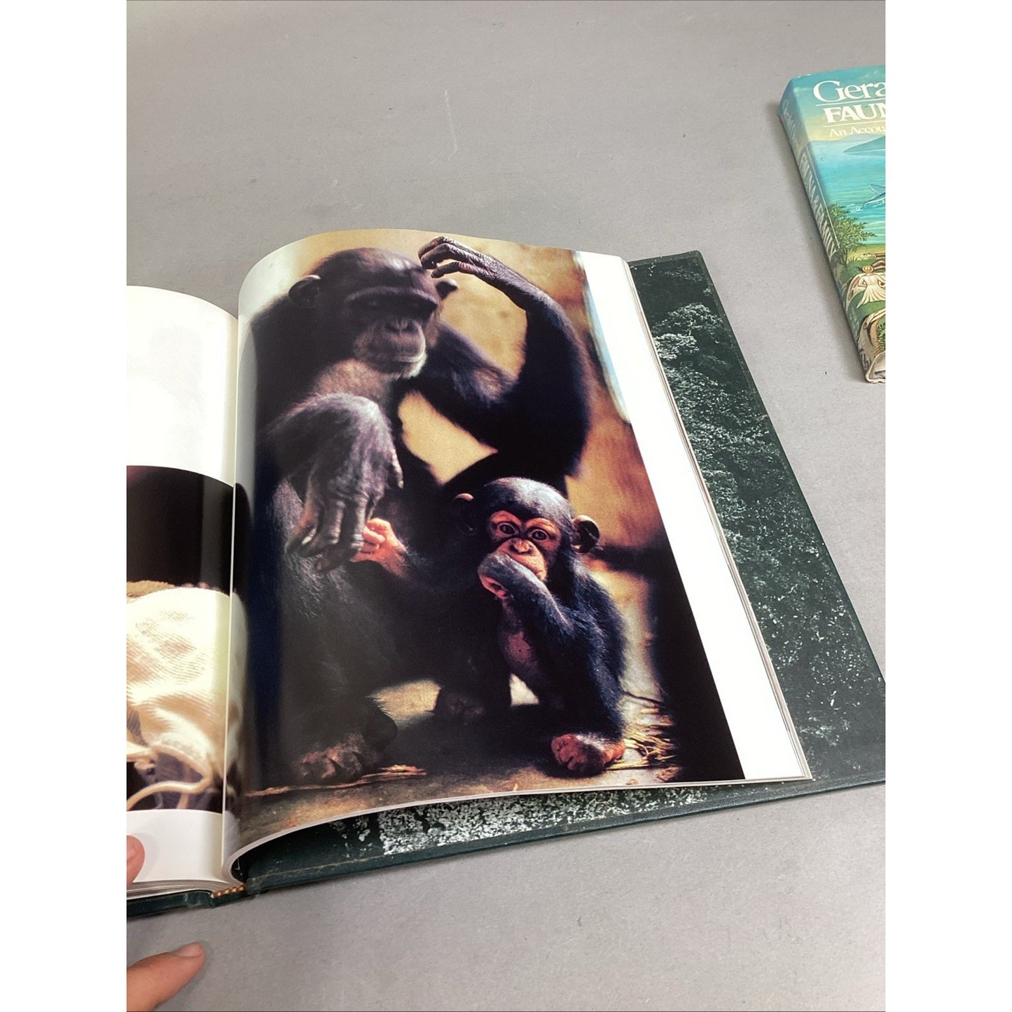 THE GREAT APES - Illustrated - Between Two Worlds National Geographic Society