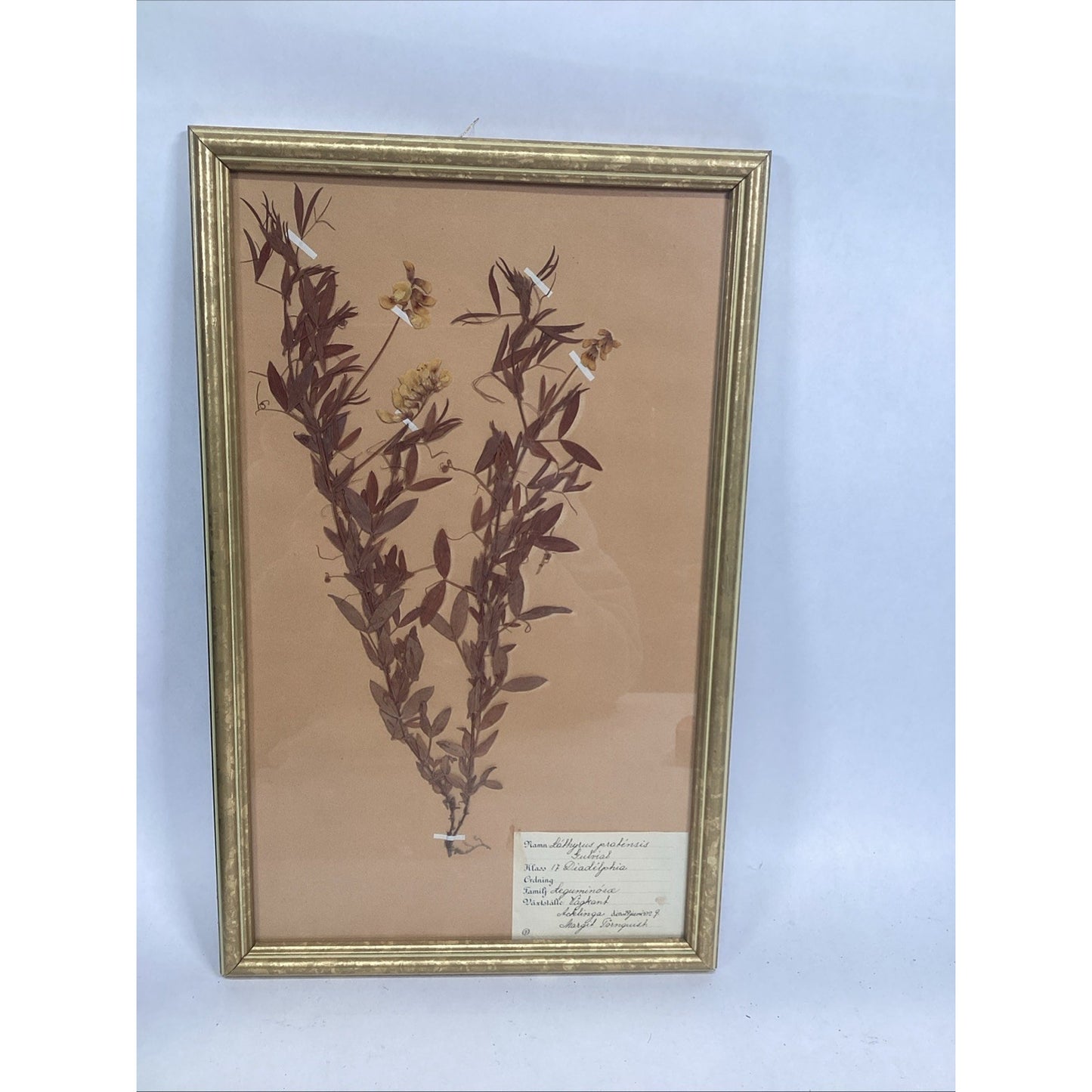 Herbarium Gold Framed Pressed Botanical Specimen - 16.5x10.5”