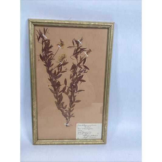 Herbarium Gold Framed Pressed Botanical Specimen - 16.5x10.5”