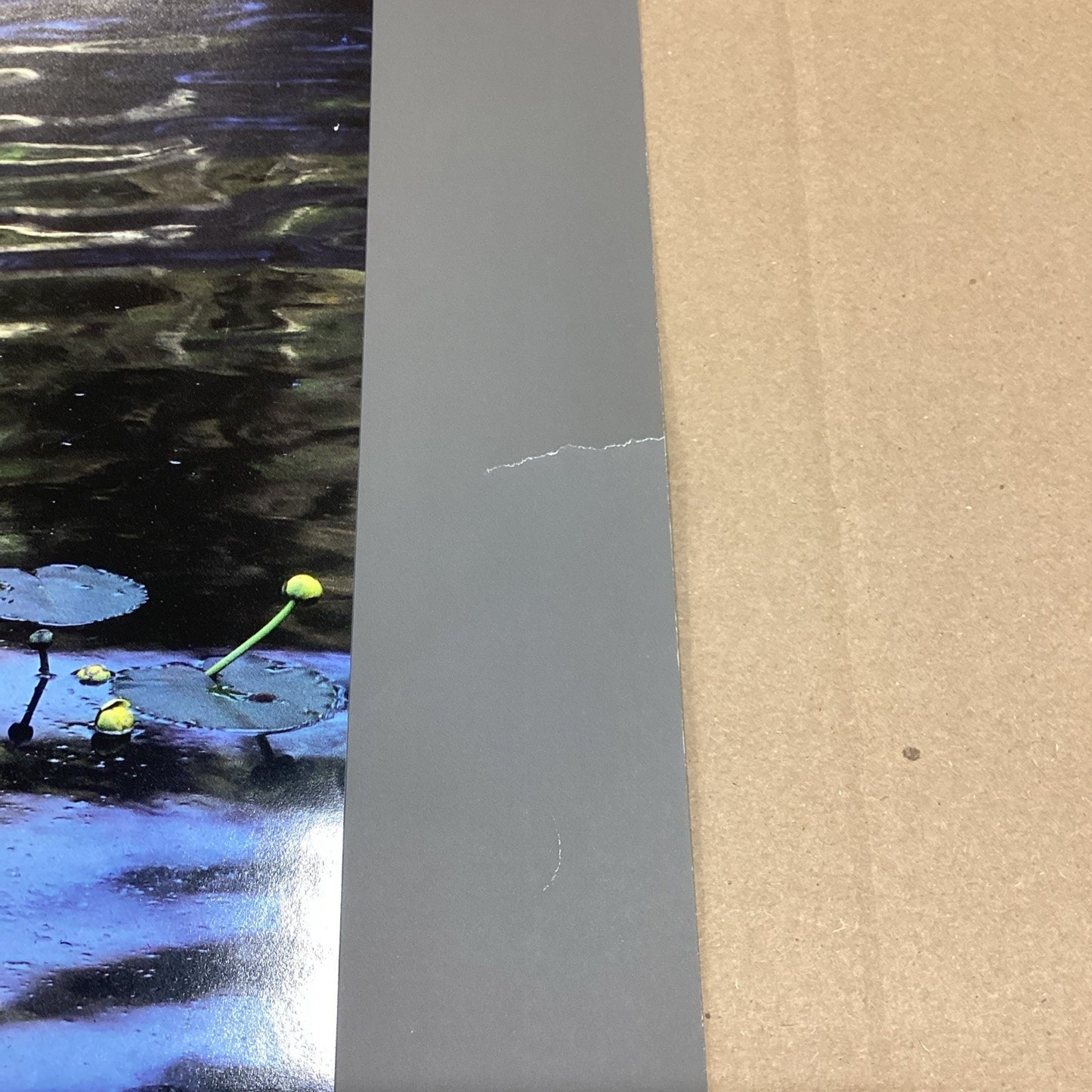 Eliot Porter: American Landscapes - Lily Pads Poster -33x22” + Museum Of Art NYC