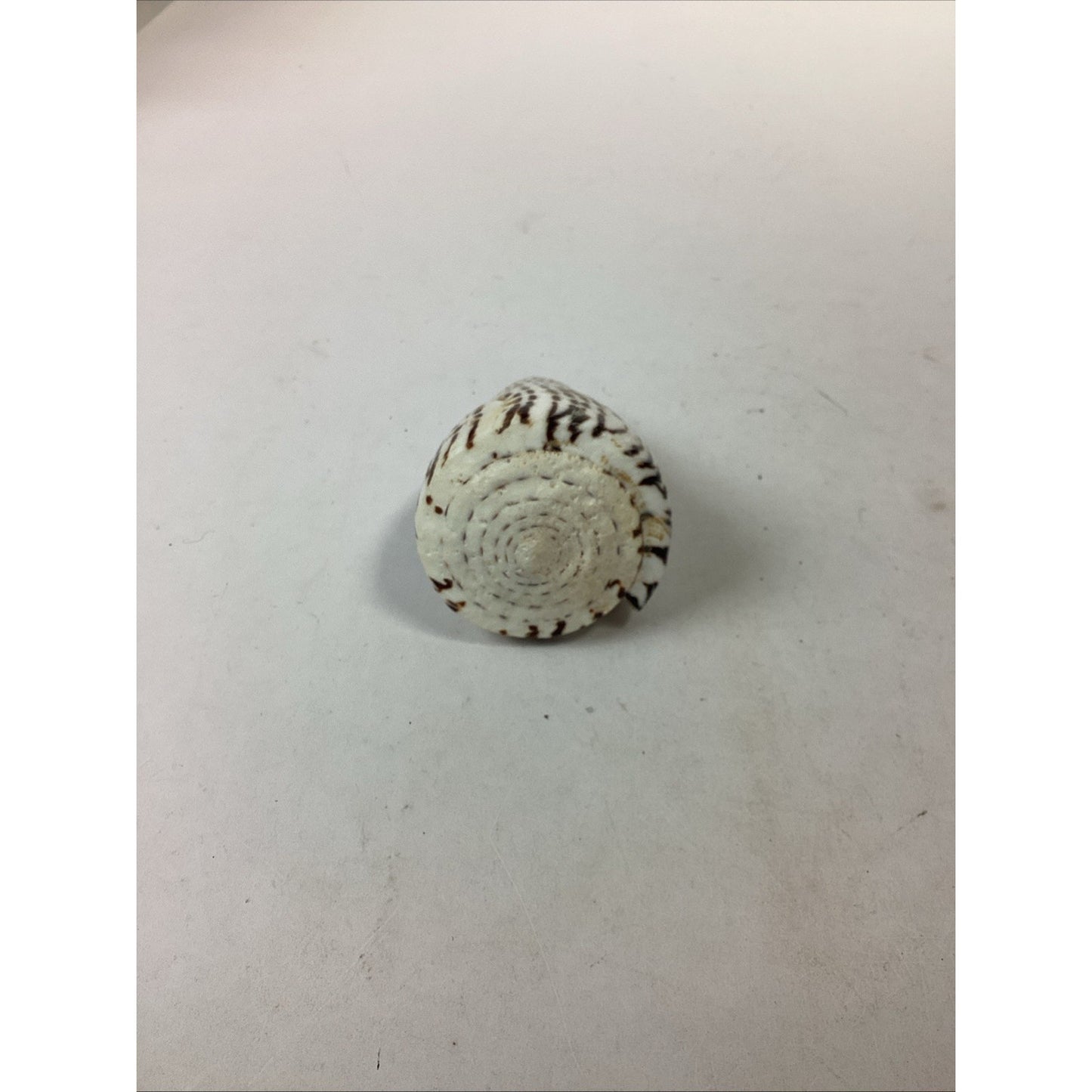 South African Turban Seashell Turbo Decorative Snail Shell - 4”