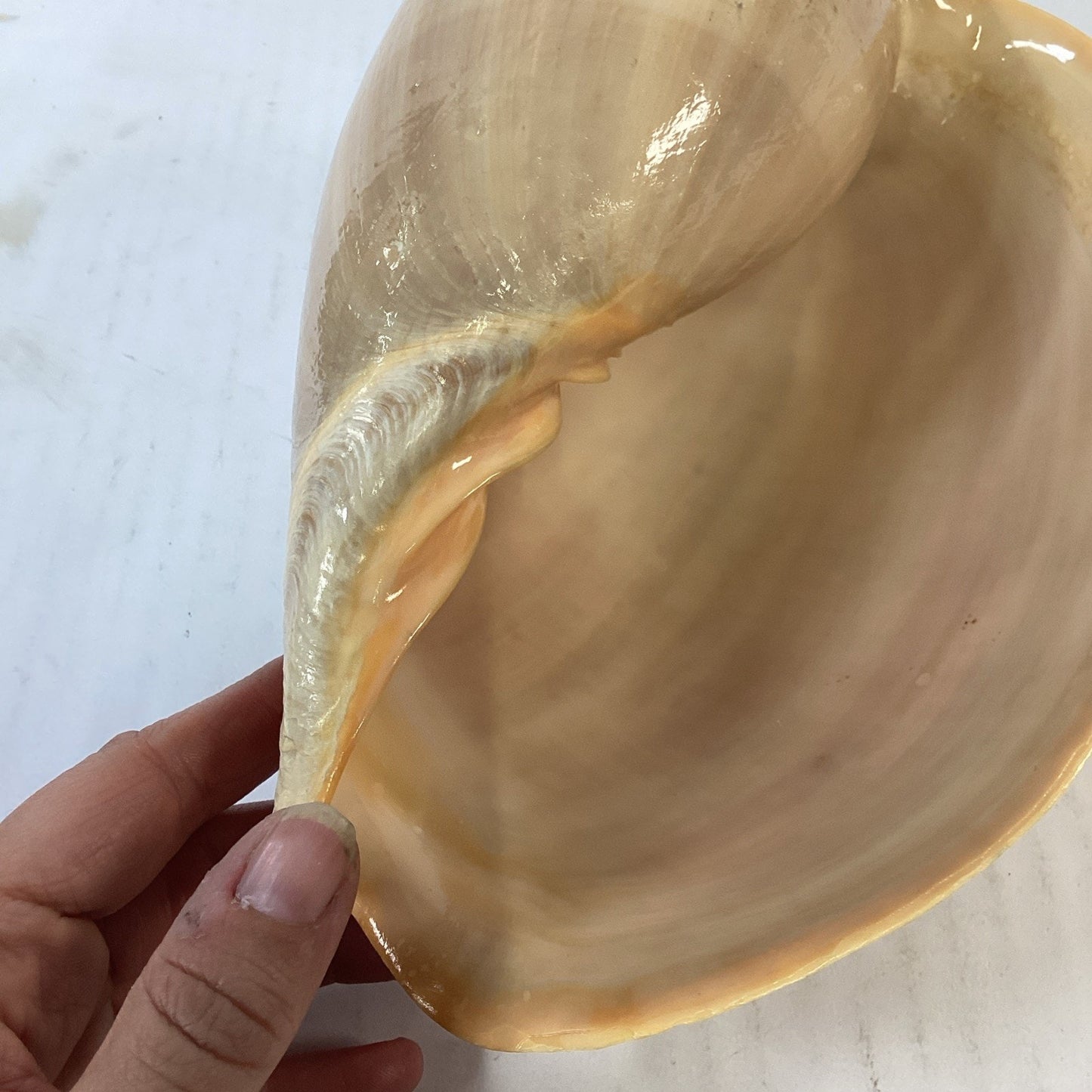 Natural Crowned Pacific Melon Shell - 8.5”L