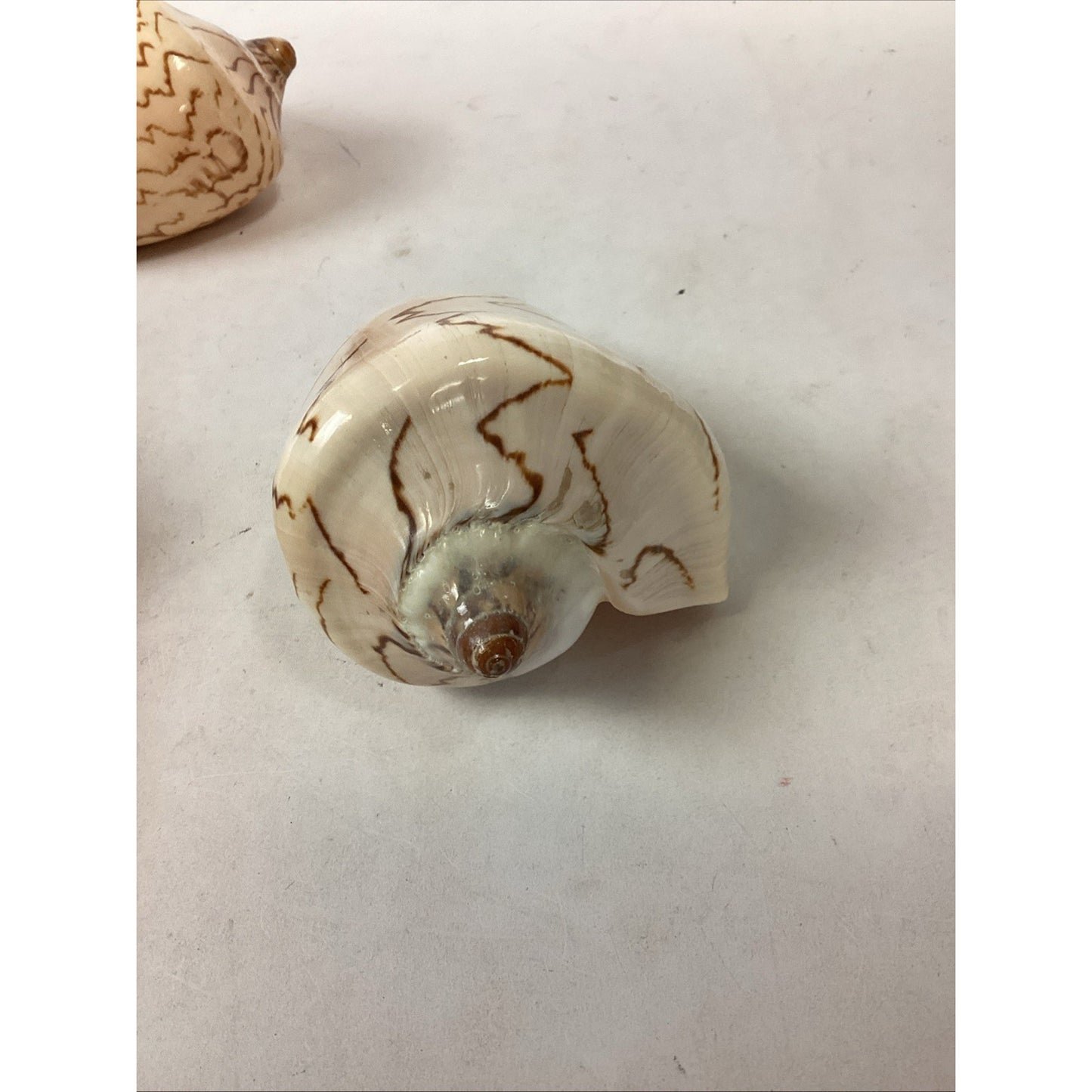 Set Of 2 Cymbiola Aulica Nobilis Seashells - Polished